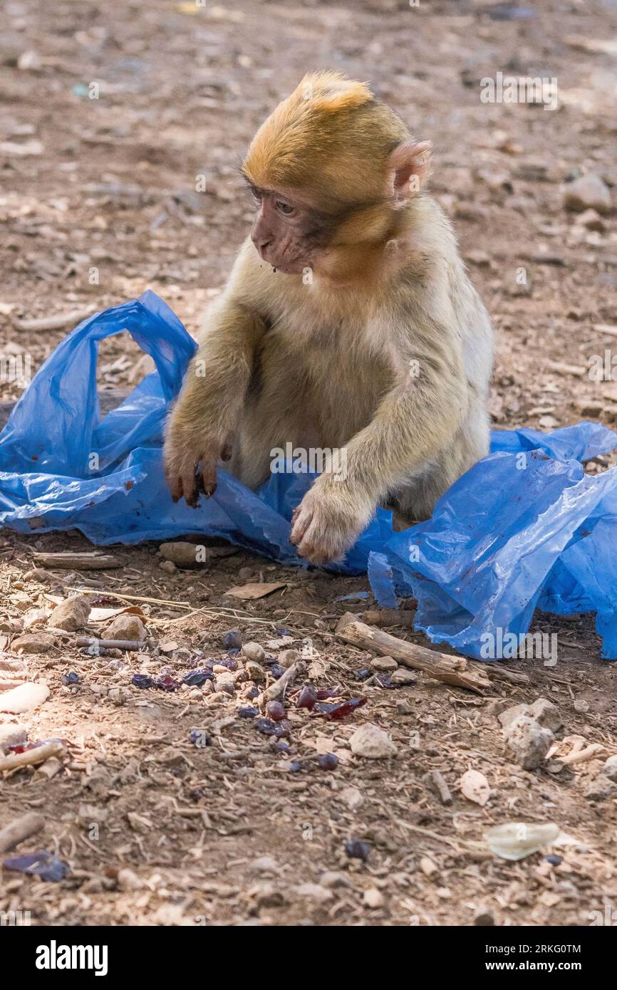 Una giovane scimmia Barbary Macaque, seduto a terra in cerca di cibo in un sacchetto di plastica, nel paese del Marocco, Nord Africa Foto Stock