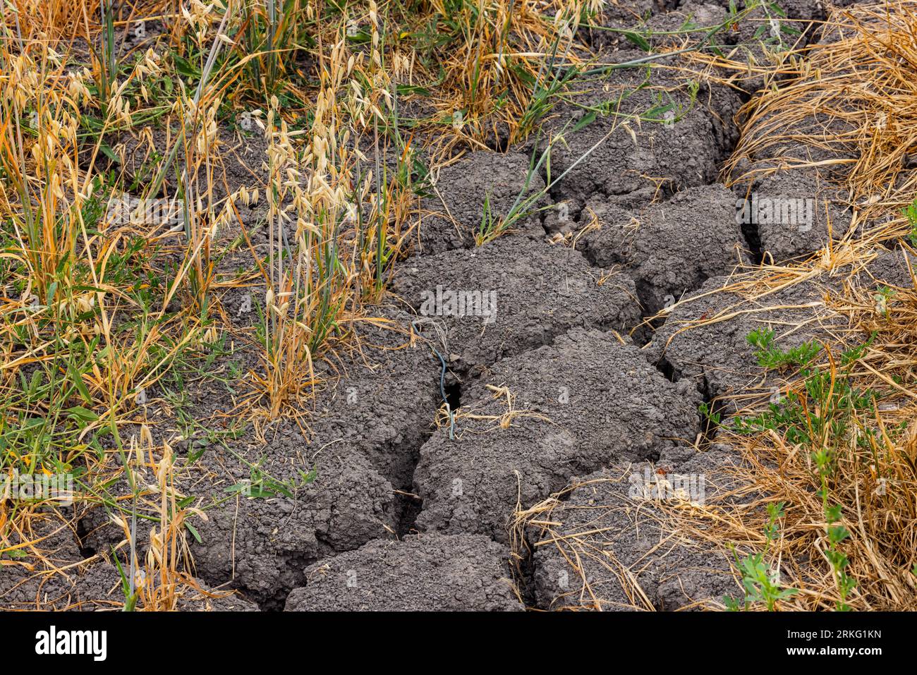 Terreno asciutto e colture appassite in agricoltura a causa della siccità e della secchezza nei cambiamenti climatici caldi in estate, Germania Foto Stock