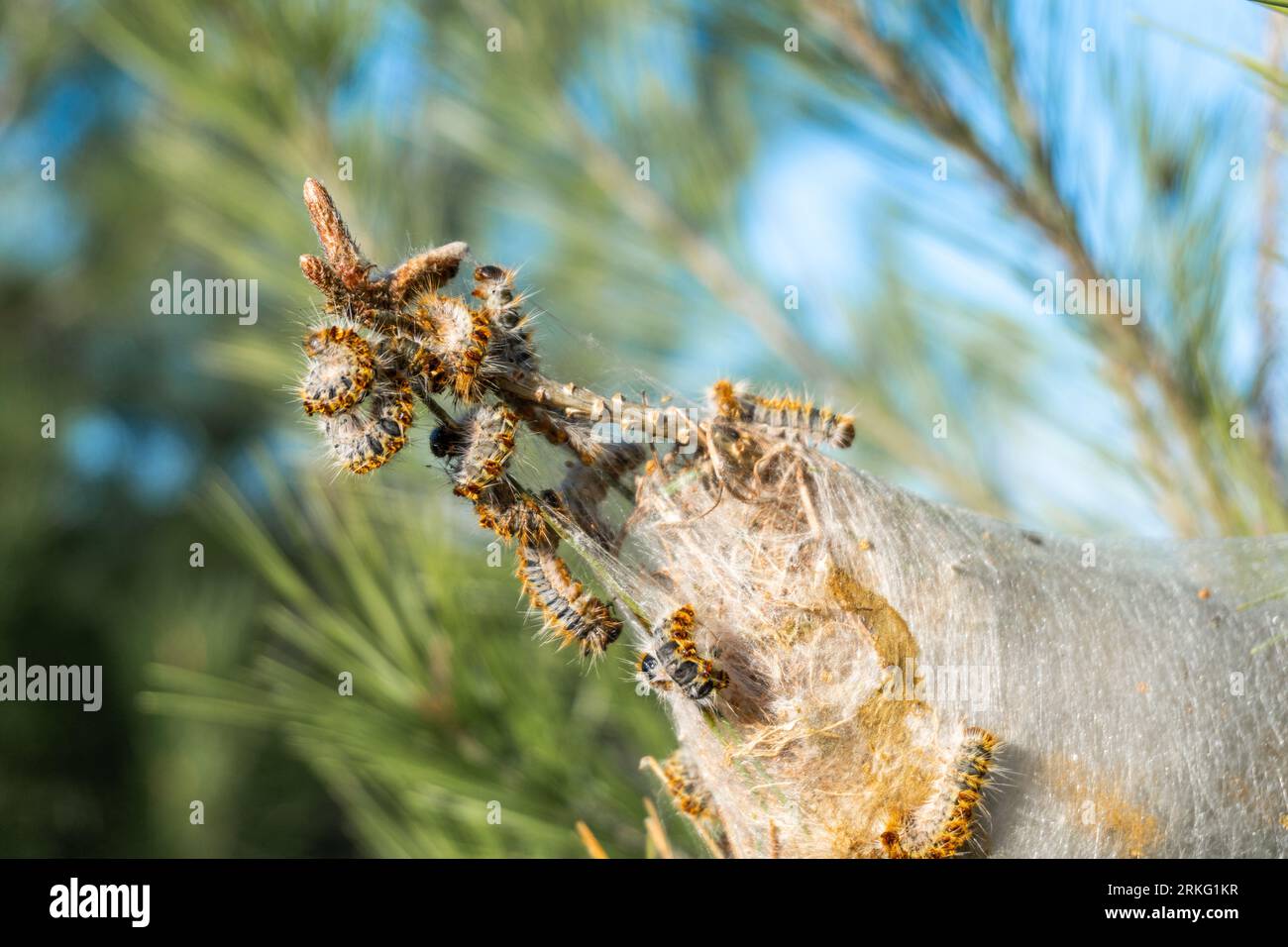 Una fotografia ravvicinata di un ramo d'albero, con un gruppo di piccoli insetti che si radunano al centro Foto Stock