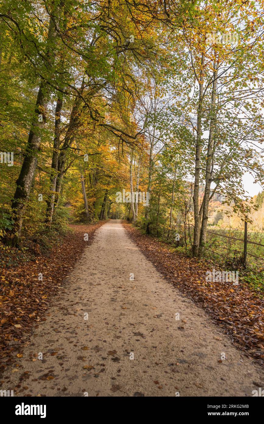 Sentiero escursionistico attraverso la foresta autunnale, l'alta Valle del Danubio, il Parco naturale dell'alto Danubio, l'Alb Svevo, Baden-Wuerttemberg, Germania Foto Stock