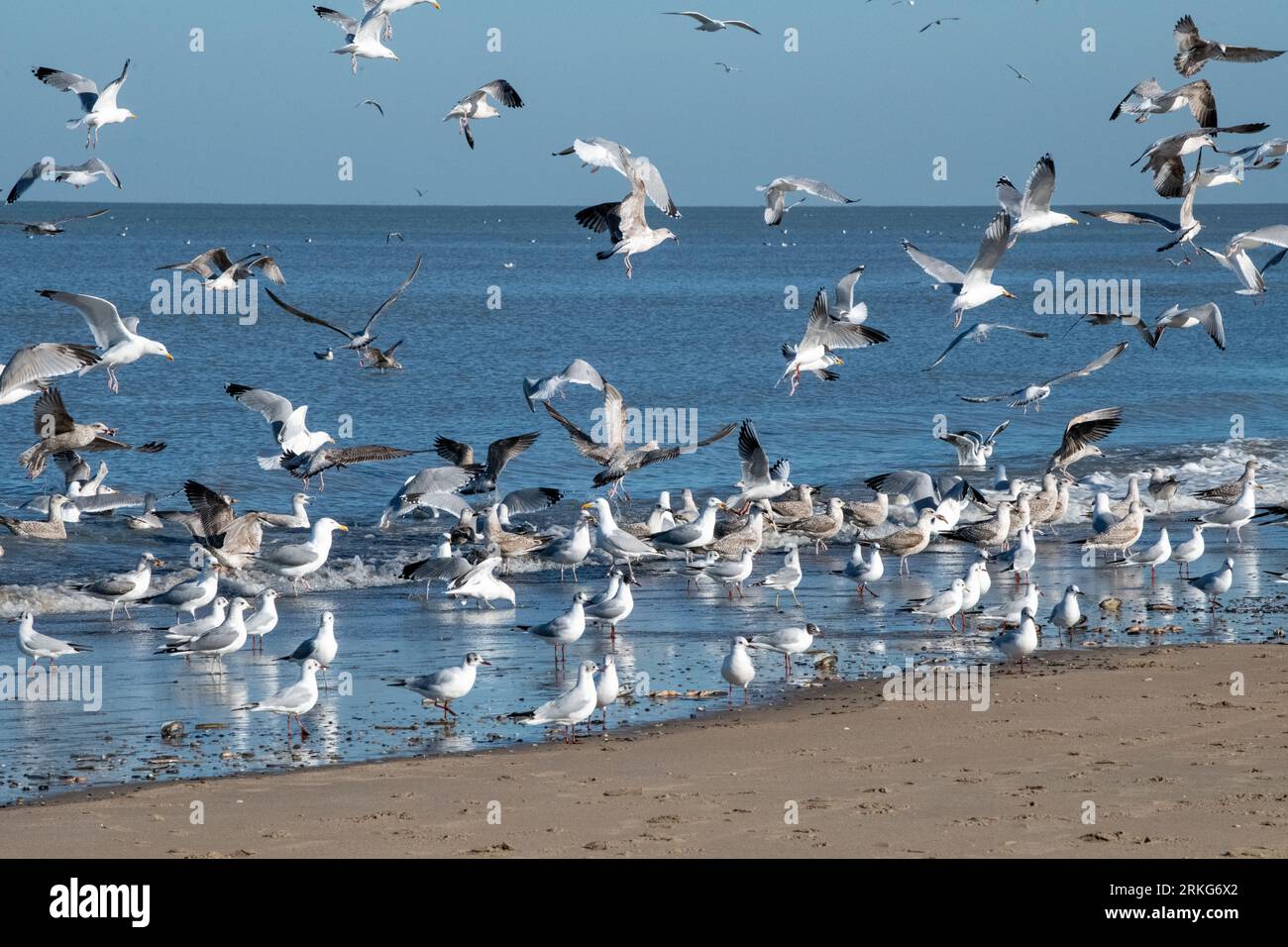 Gabbiani che volano e mangiano sulla riva del mare Foto Stock