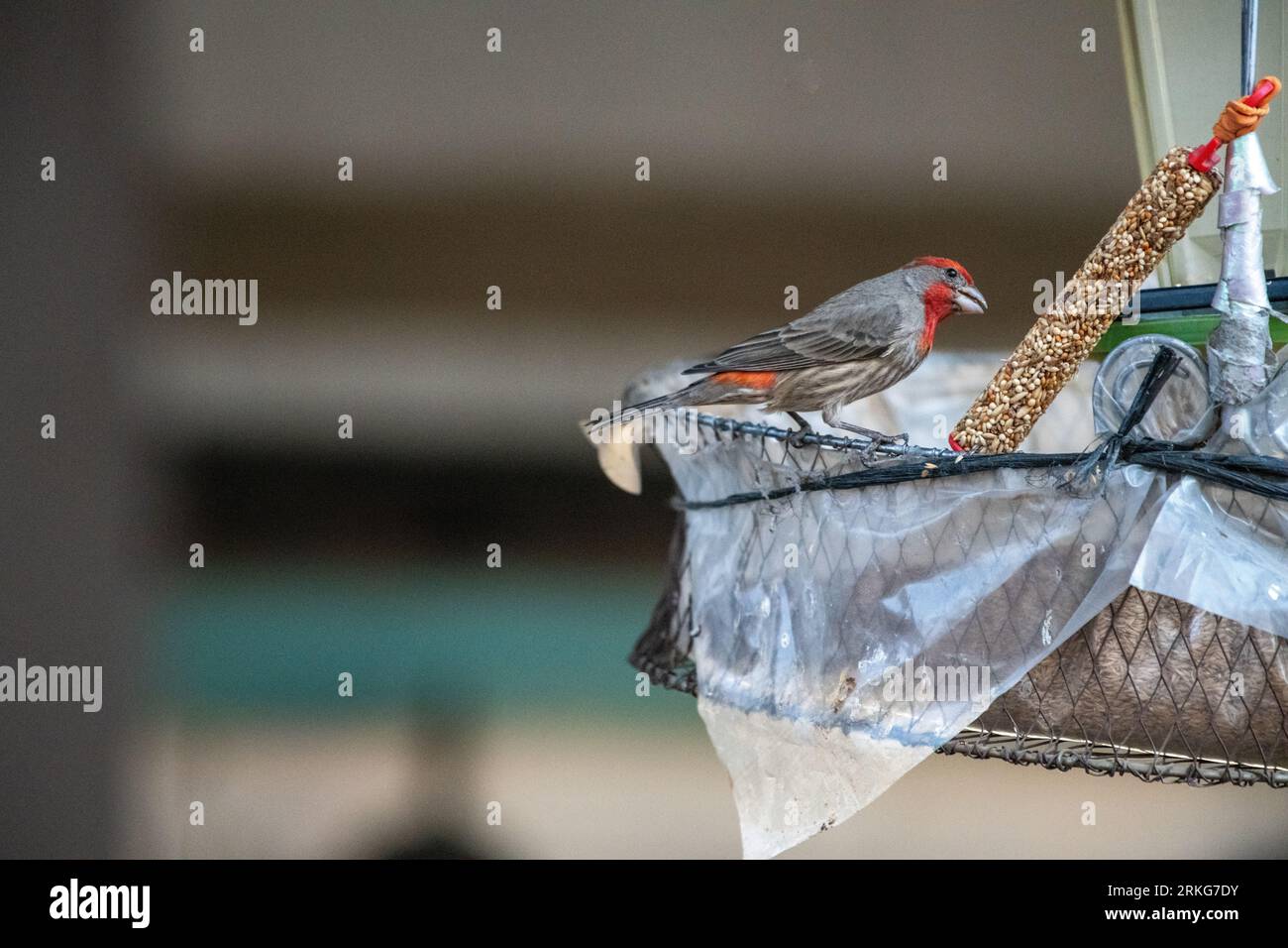 House finch (uccello a testa di lettura) Foto Stock