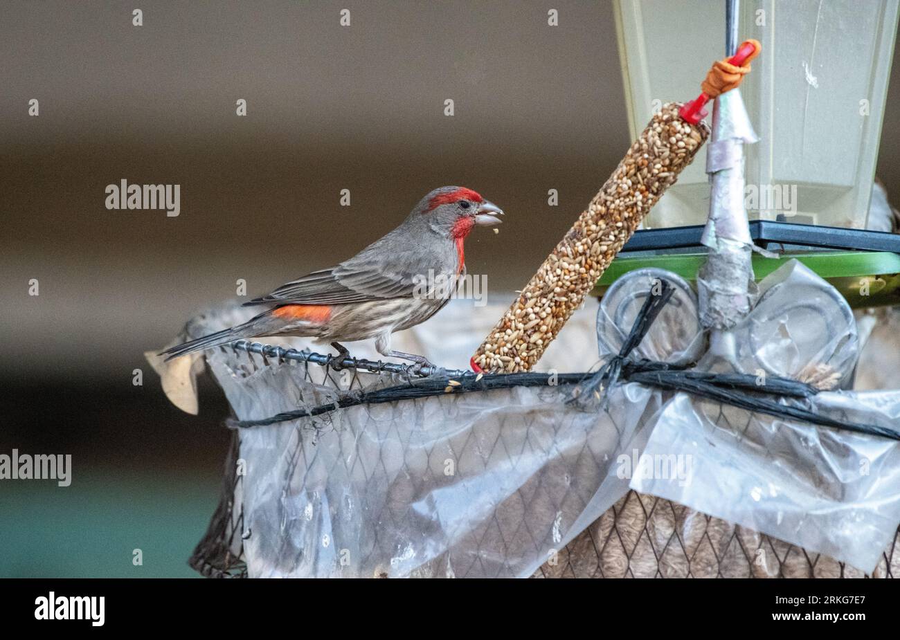 House finch (uccello a testa di lettura) Foto Stock