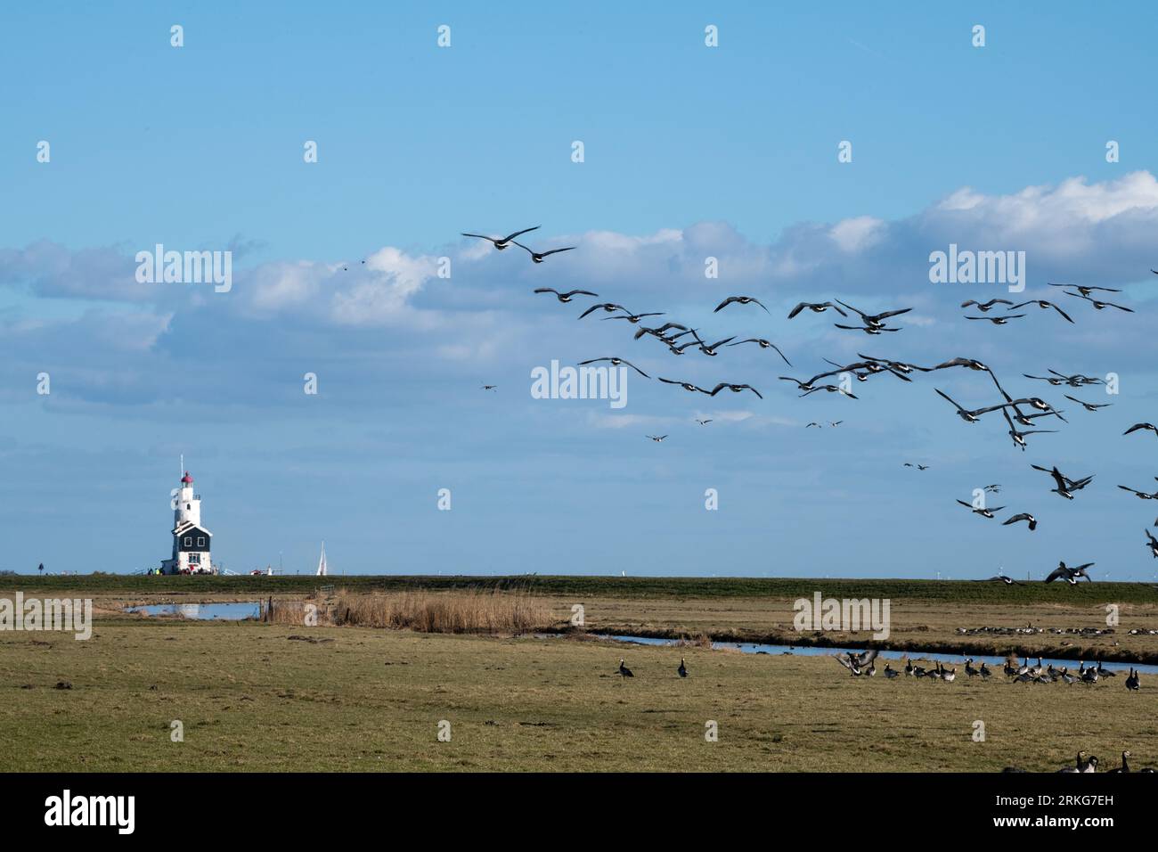 Oche volanti a Marken Foto Stock