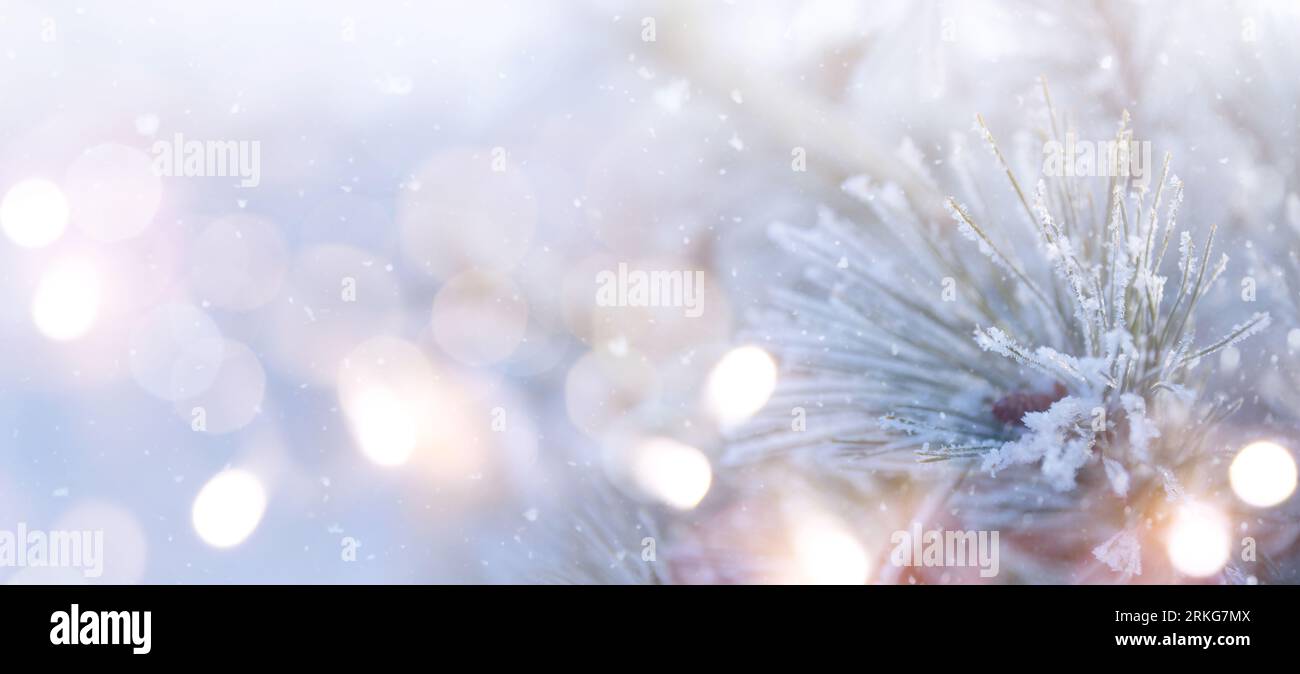 Natale innevato abete rami primo piano. Inverno Natale e inverno concetto con spazio copia. Foto Stock