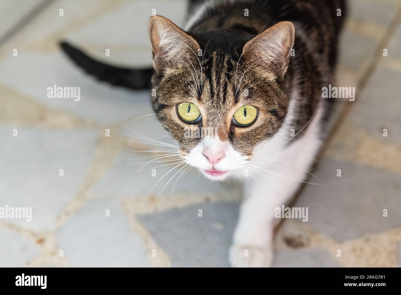 Gatti dentro casa immagini e fotografie stock ad alta risoluzione - Alamy
