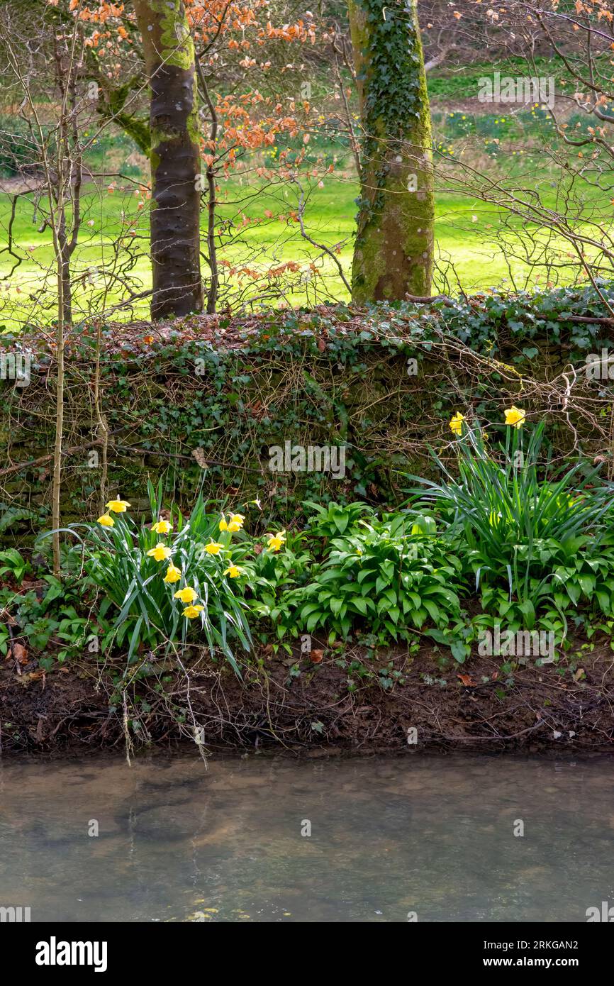 Fiori di narciso lungo il fiume Bybrook in Spring nel villaggio di Castle Combe Foto Stock