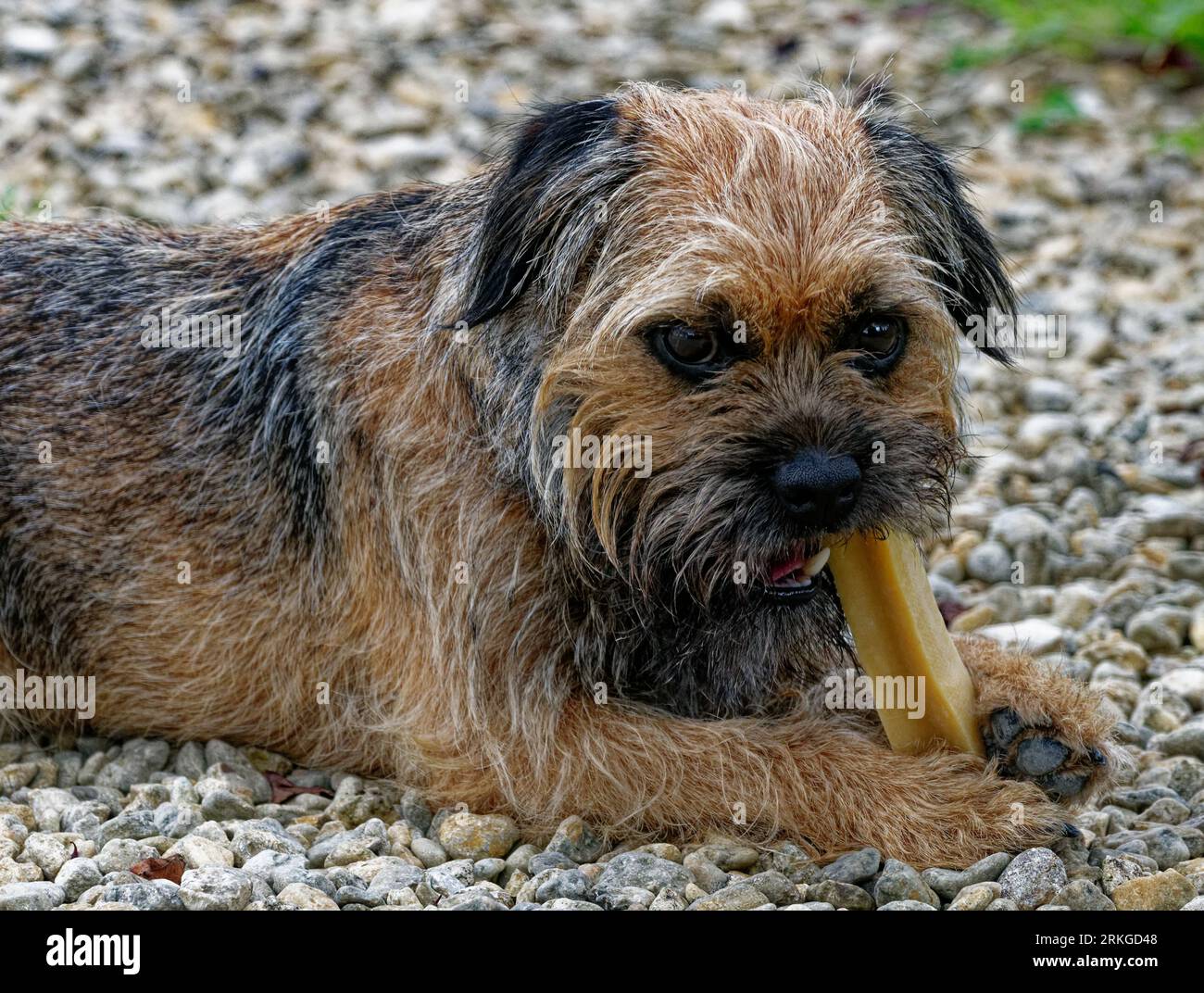 Border Terrier.Dog ha sdraiato masticando la ghiaia Foto Stock