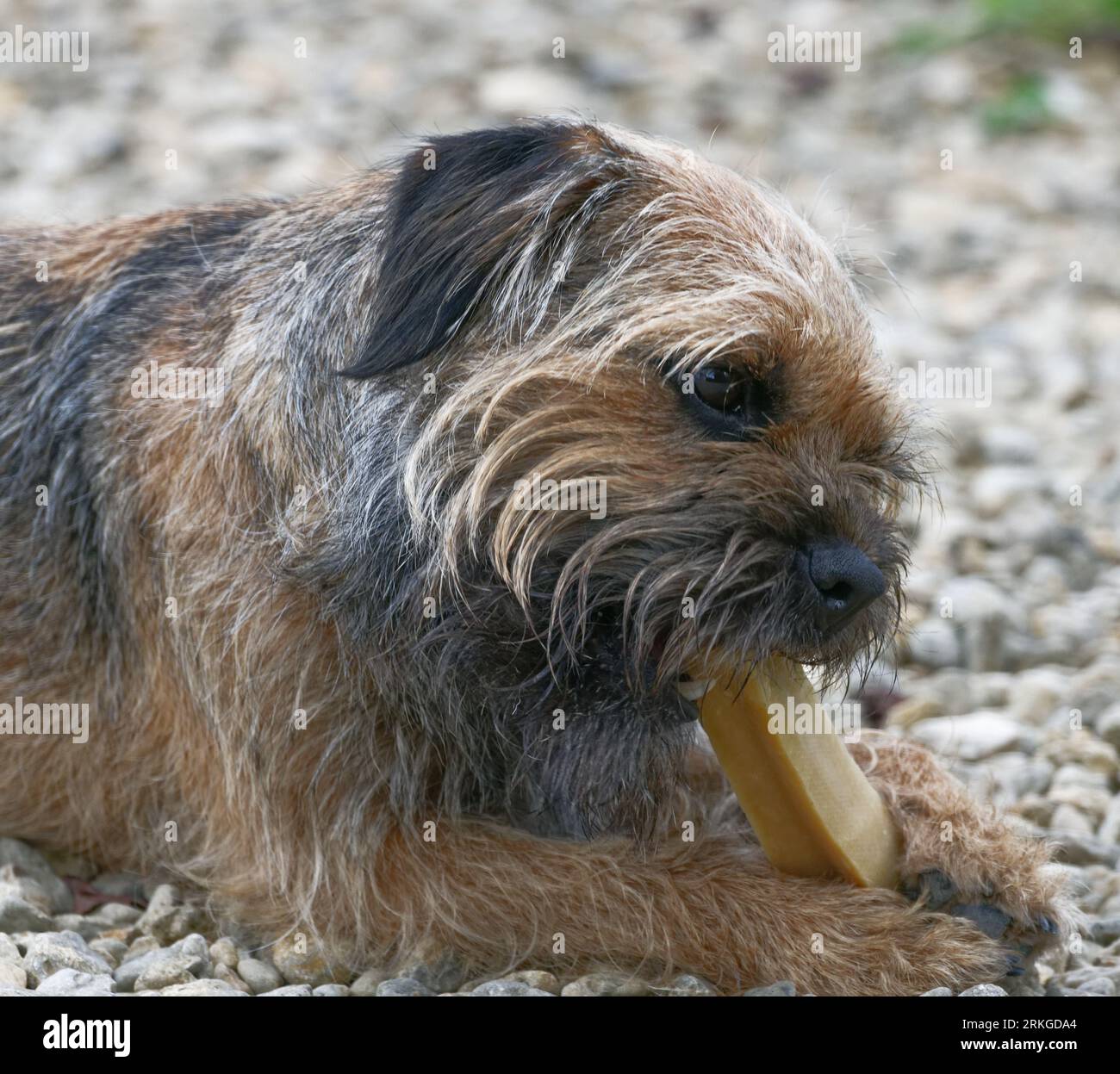 Border Terrier.Dog ha sdraiato masticando la ghiaia Foto Stock