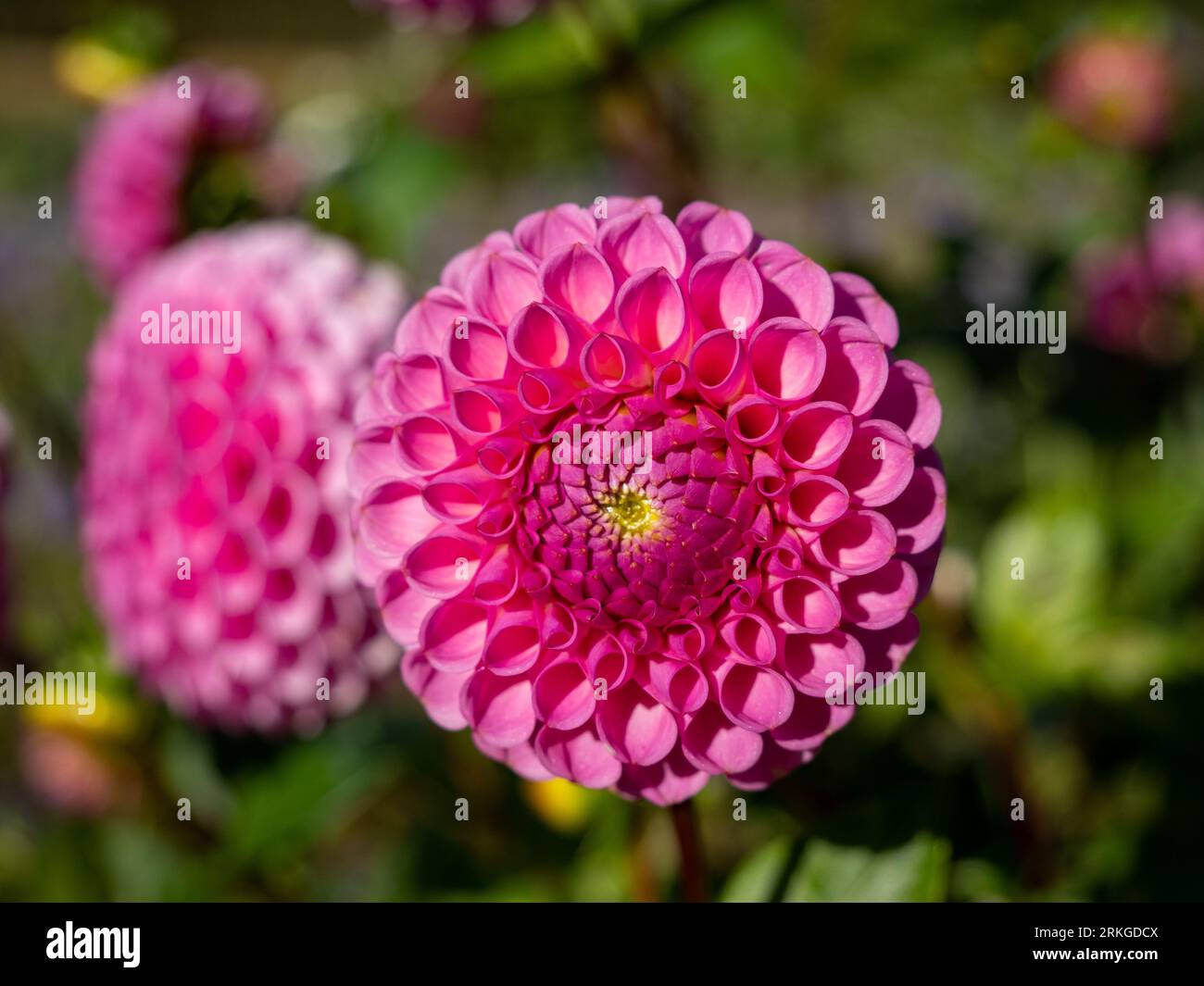 Questa immagine mostra un primo piano di diversi fiori viola vivaci, ciascuno con foglie verdi lussureggianti sullo sfondo Foto Stock
