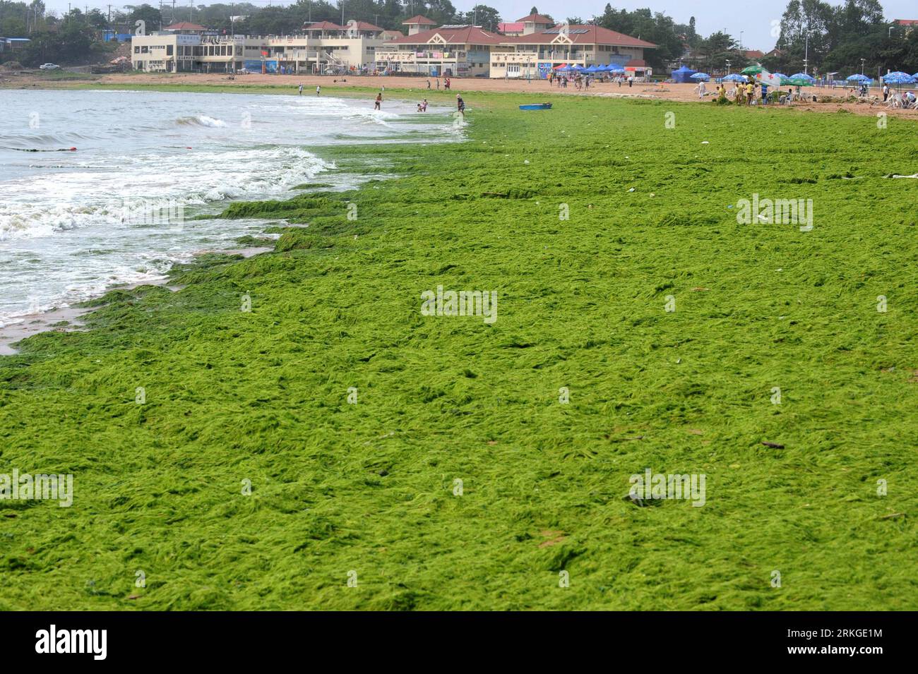 Bildnummer: 55585524 Datum: 11.07.2011 Copyright: imago/Xinhua (110711) -- QINGDAO, 11 luglio 2011 (Xinhua) --foto scattata l'11 luglio 2011 mostra la Qingdao riempita di alghe la spiaggia di bagni numero tre nella città di Qingdao, nella provincia dello Shandong della Cina orientale. Altre alghe verdi, o enteromorpha prolifera, sono state lavate a terra lunedì, lasciando un tappeto verde lungo circa 400 metri e largo 30 metri sulla spiaggia vicino al centro di Qingdao. (Xinhua/li Ziheng)(gsy) CHINA-SHANDONG-QINGDAO-GREEN ALGAE (CN) PUBLICATIONxNOTxINxCHN Gesellschaft Algen Algenplage Plage Meer Strand xdf x0x 2011 quer Bildnummer 55585524 Data 1 Foto Stock