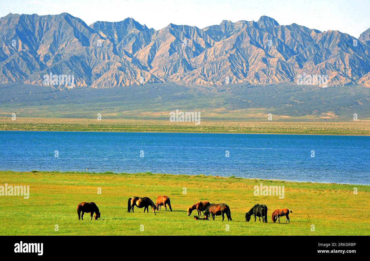 Bildnummer: 55612261 Datum: 21.07.2011 Copyright: imago/Xinhua (110724) -- XINING, 24 luglio 2011 (Xinhua) -- i cavalli si nutrono lungo un lago nella prefettura di Haixi, provincia del Qinghai della Cina nord-occidentale, 21 luglio 2011. (Xinhua/Wang Song) (ljh) CHINA-QINGHAI-TOURISM (CN) PUBLICATIONxNOTxINxCHN Reisen xtm 2011 quer o0 totale Pferd Tier Viehhaltung Wirtschaft Landwirtschaft Gebirge Berg Vedi o00 Landschaft Bildnummer 55612261 Date 21 07 2011 Copyright Imago XINHUA XINING 24 luglio 2011 XINHUA Horses Feed along A Lake in Haixi Province 2011 Northwest Qinghai 21 luglio XINHUA Wang Song Chin Foto Stock