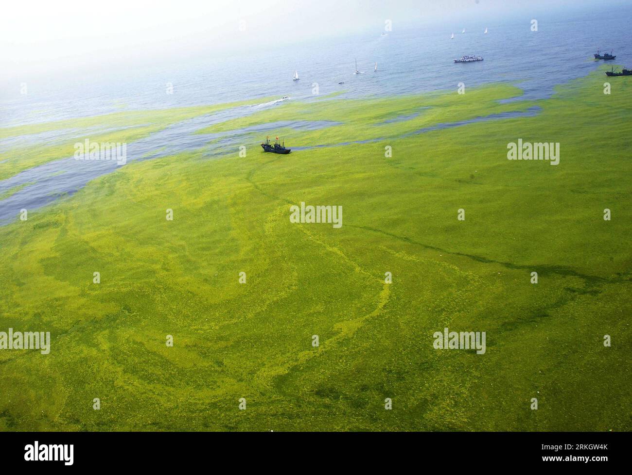 Bildnummer: 55618674 Datum: 26.07.2011 Copyright: imago/Xinhua (110726) -- QINGDAO, 26 luglio 2011 (Xinhua) -- foto scattata il 26 luglio 2011 mostra il mare e le alghe al largo della costa di Qingdao, nella provincia dello Shandong della Cina orientale. Il North China Sea Marine Forecasting Center of State Oceanic Administration prevedeva che le alghe verdi avrebbero continuato a diffondersi verso nord e alcune sarebbero state lavate a terra dal luglio 26 al 28. (Xinhua/li Ziheng) (zhs) CHINA-QINGDAO-ALGHE (CN) PUBLICATIONxNOTxINxCHN Gesellschaft Meer Küste Algen Alge Grünalge Grünalgen Algenplage totale xbs x0x premiumd 2011 quer Foto Stock