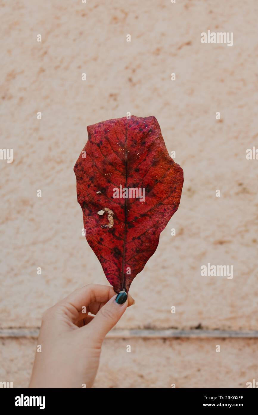 persona che tiene una vecchia foglia Foto Stock