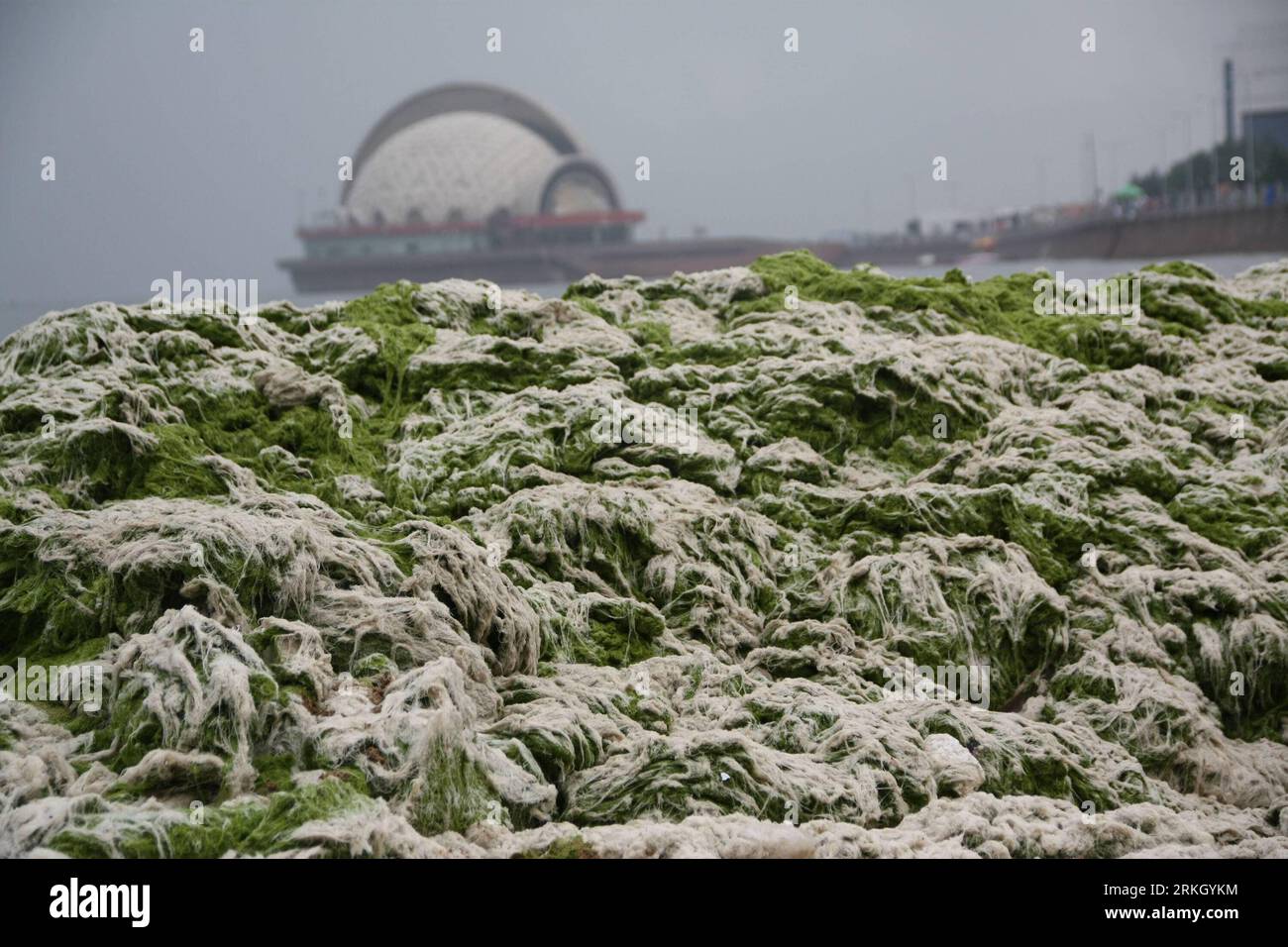 Bildnummer: 55644107 Datum: 30.07.2011 Copyright: imago/Xinhua (110730) -- QINGDAO, 30 luglio 2011 (Xinhua) -- foto scattata il 30 luglio 2011 mostra le alghe verdi sulla costa della città di Qingdao, nella provincia dello Shandong della Cina orientale. Il governo locale ha fatto tutto il possibile per ripulire le alghe verdi di recente. (Xinhua/Huang Jiexian) (Ly) #CHINA-QINGDAO-GREEN ALGAE (CN) PUBLICATIONxNOTxINxCHN Gesellschaft Meer Küste Algen Alge Grünalge Algenplage Reinigung xbs x0x 2011 quer Bildnummer 55644107 Data 30 07 2011 Copyright Imago XINHUA Qingdao luglio 30 2011 XINHUA foto scattata IL 30 2011 luglio mostra il Foto Stock