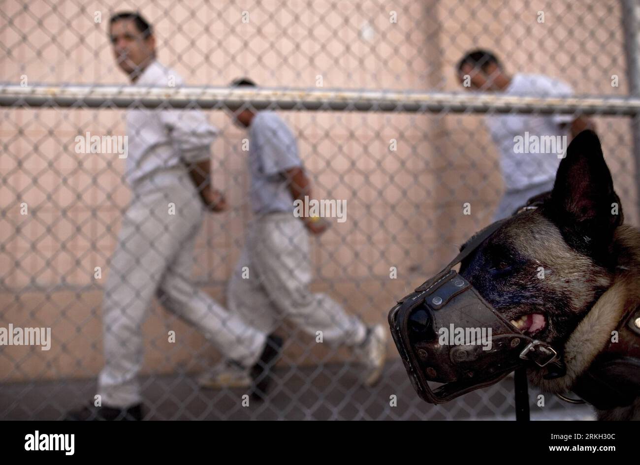 Bildnummer: 55679958 Datum: 04.08.2011 Copyright: imago/Xinhua (110805) -- TIJUANA, 5 agosto 2011 (Xinhua) -- i detenuti camminano nel Centro di riabilitazione sociale (Cereso) la Mesa, a Tijuana, Messico nordoccidentale, il 4 agosto 2011. Le autorità carcerarie hanno annunciato l'installazione di un'inibizione delle cellule, nonché nuove misure di sicurezza e il rinnovo dell'area di ingresso della prigione. (Xinhua/Guillermo Arias) (zx) MESSICO-TIJUANA-PRISON PUBLICATIONxNOTxINxCHN Gesellschaft Gefängnis JVA Justiz xbs 2011 quer o0 Häftling Hund Wachhund Maulkorb Tier Bildnummer 55679958 Date 04 08 2011 Copyright Imago XINHUA Foto Stock