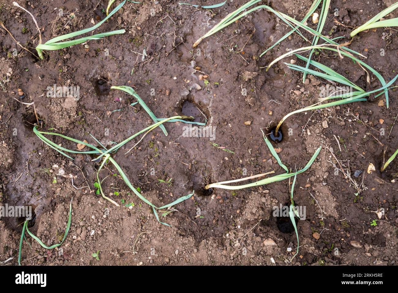 Porri appena piantati, Allium ampeloprasum 'Musselburgh', in grandi buche dopo essere stati innaffiati. Foto Stock