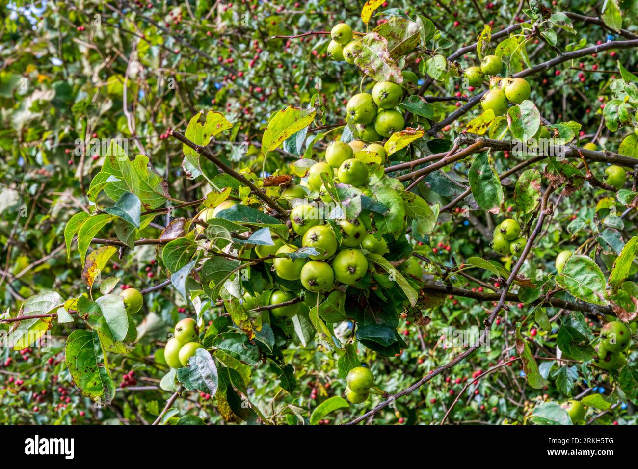 Un melo del Norfolk hedgerow carico di mele di granchio selvatico. Foto Stock