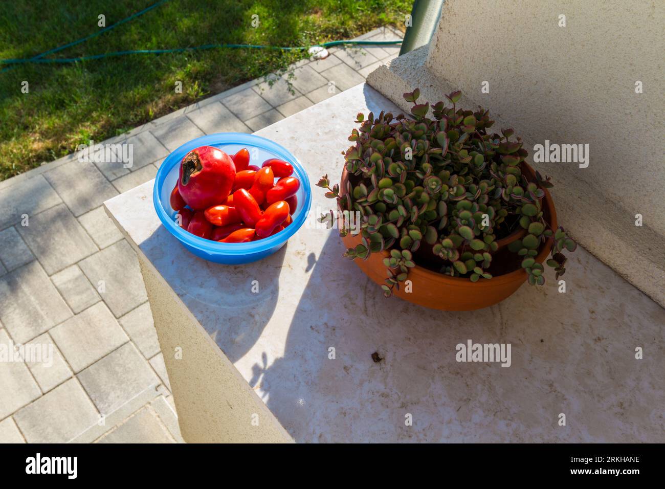 Pomodori coltivati in casa senza prodotti chimici raccolti in giardino rurale, messi in una ciotola, Ungheria Foto Stock