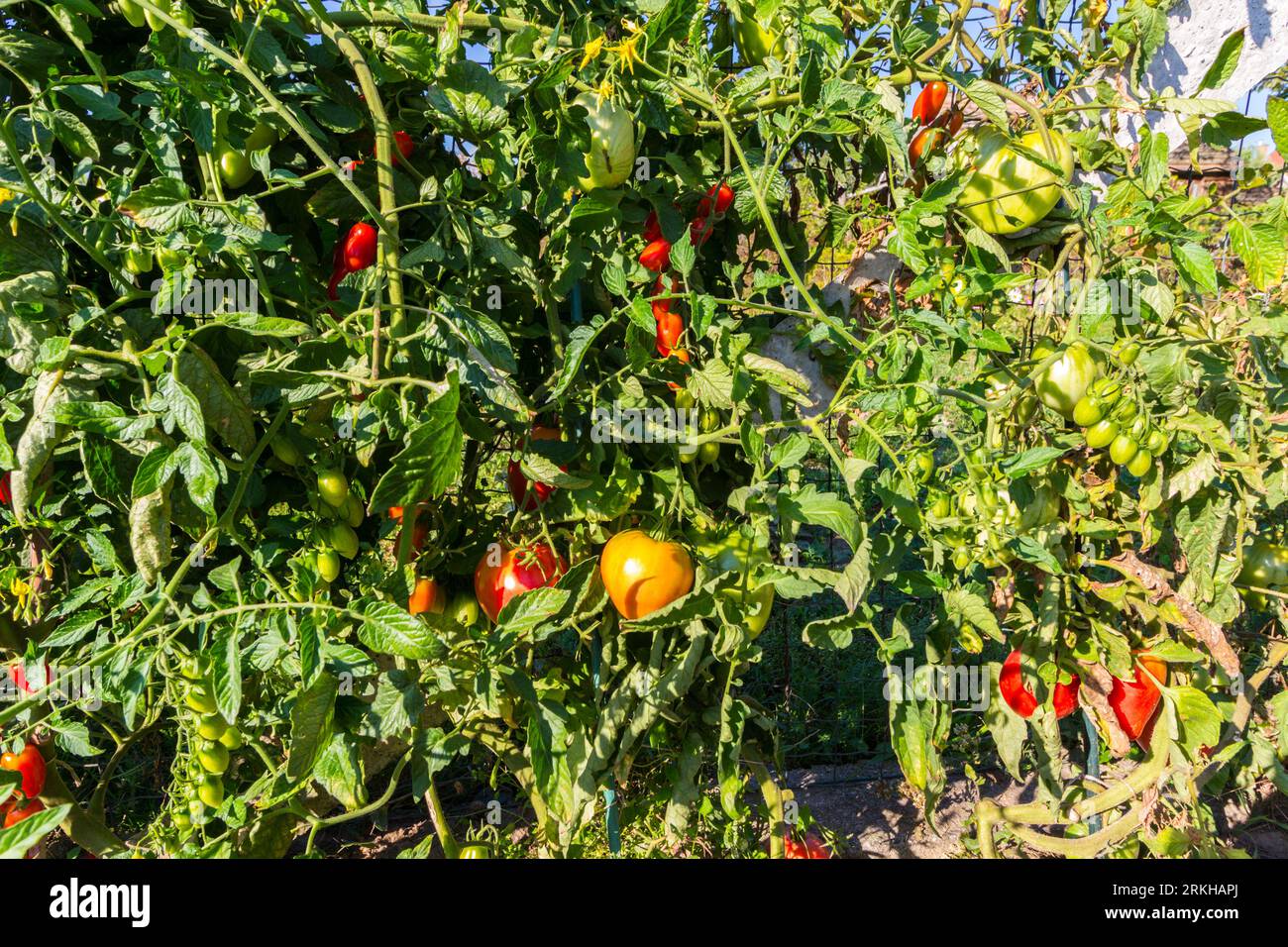 Produzione di pomodori all'aperto senza sostanze chimiche in giardino rurale, Ungheria Foto Stock