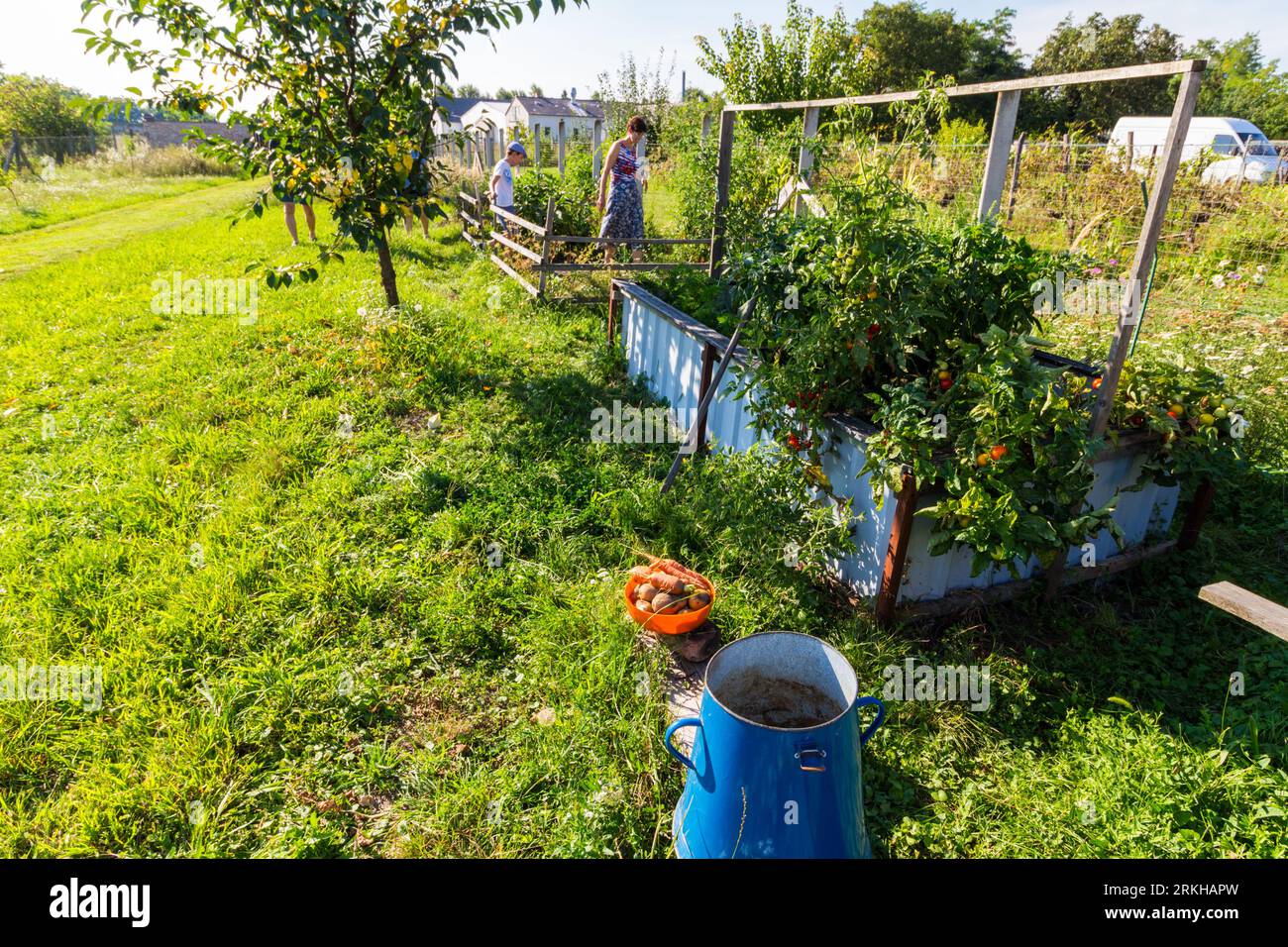 Produzione di ortaggi all'aperto privi di sostanze chimiche nell'orto rurale, Ungheria Foto Stock
