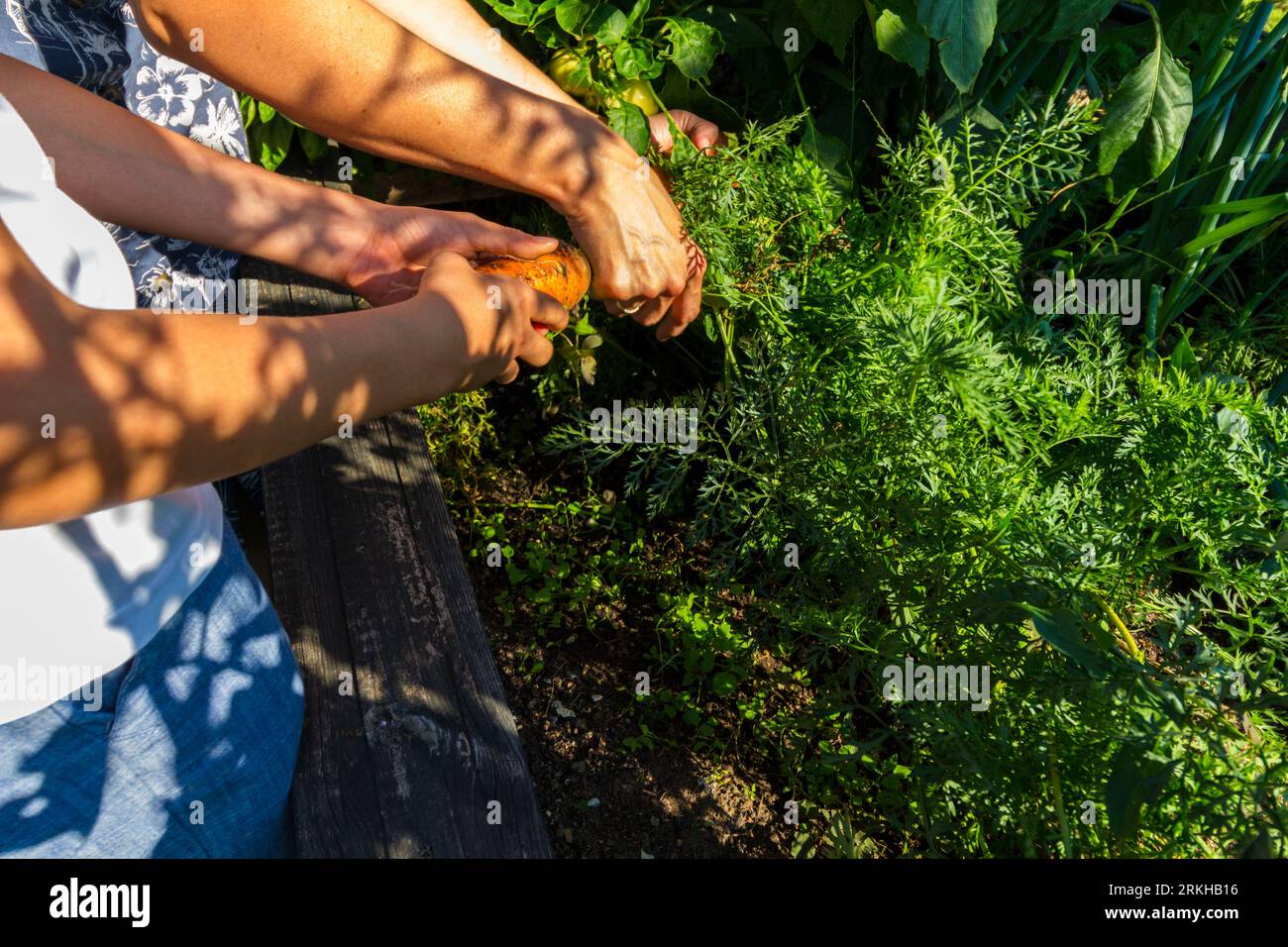 Bambino che estrae carota prodotta in produzione di ortaggi all'aperto privi di sostanze chimiche in un giardino rurale, in Ungheria Foto Stock