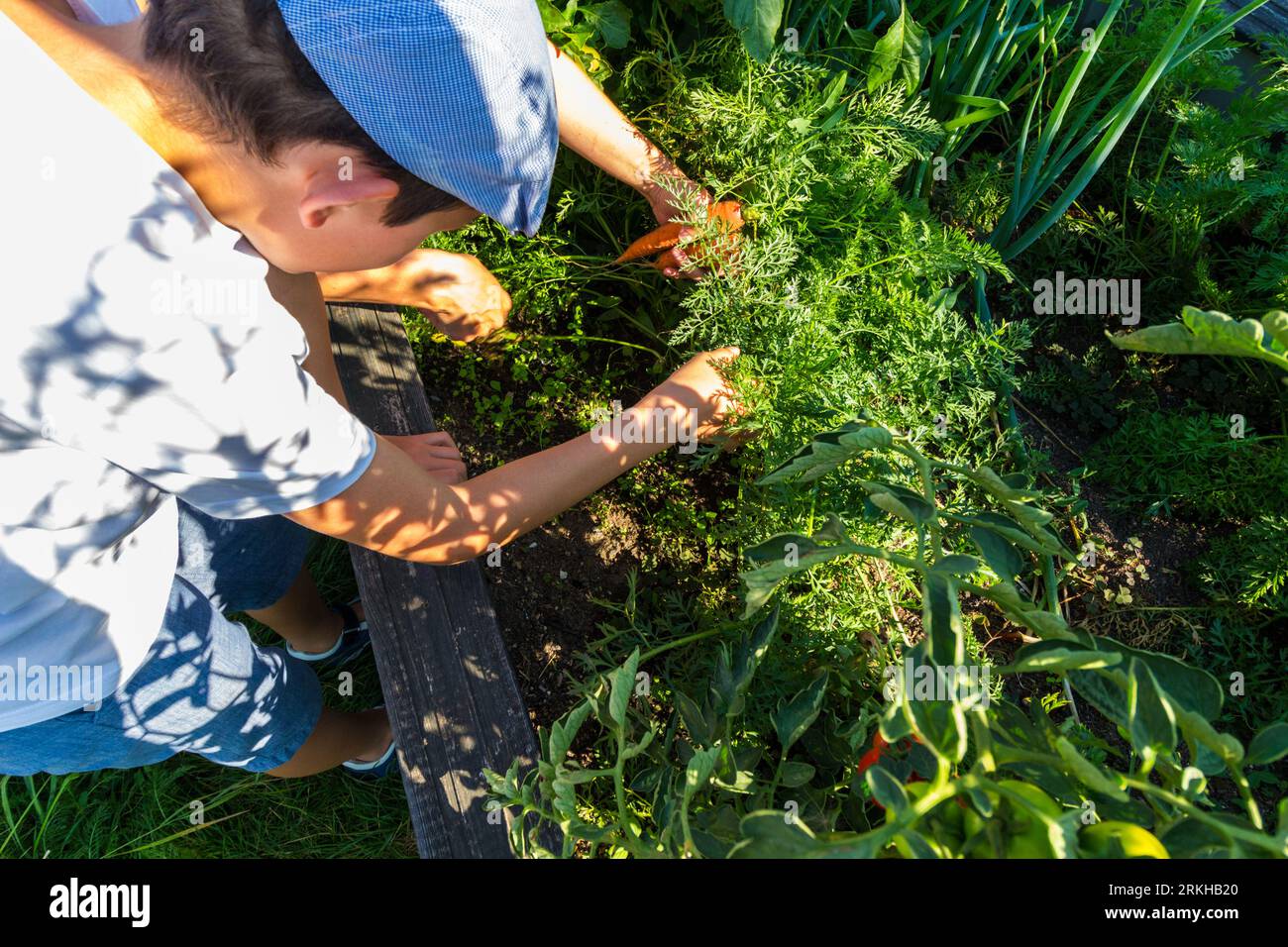 Bambino che estrae carota prodotta in produzione di ortaggi all'aperto privi di sostanze chimiche in un giardino rurale, in Ungheria Foto Stock