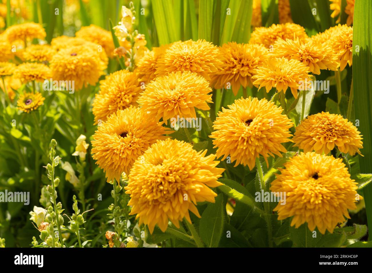 Mainau, Germania, 20 luglio 2023 fiori di crisantemo giallo in un parco Foto Stock