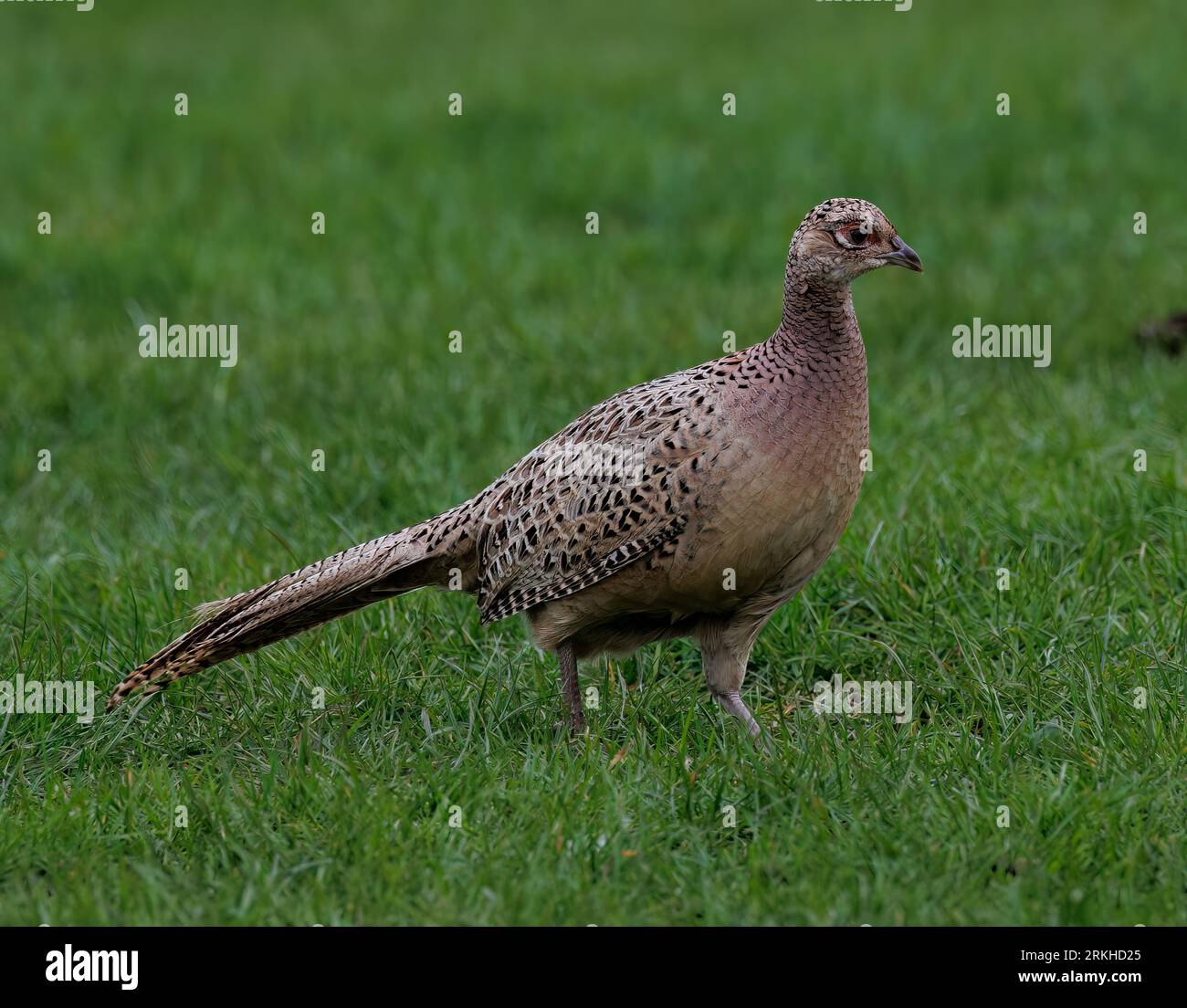 Un fagiano caucasico (Phasianus colchicus) arroccato sulla cima di un prato verdeggiante Foto Stock
