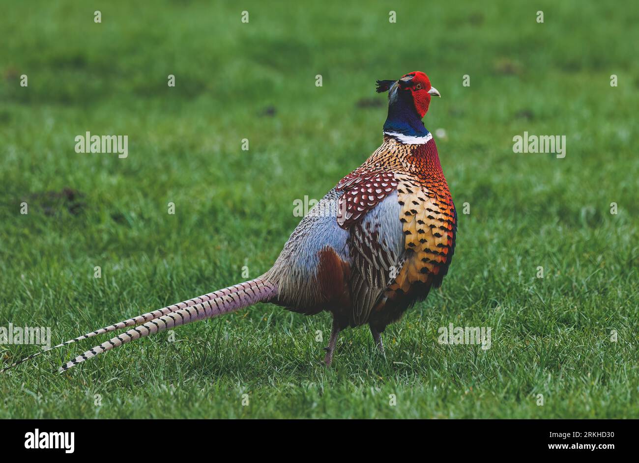 Un fagiano caucasico (Phasianus colchicus) arroccato sulla cima di un prato verdeggiante Foto Stock