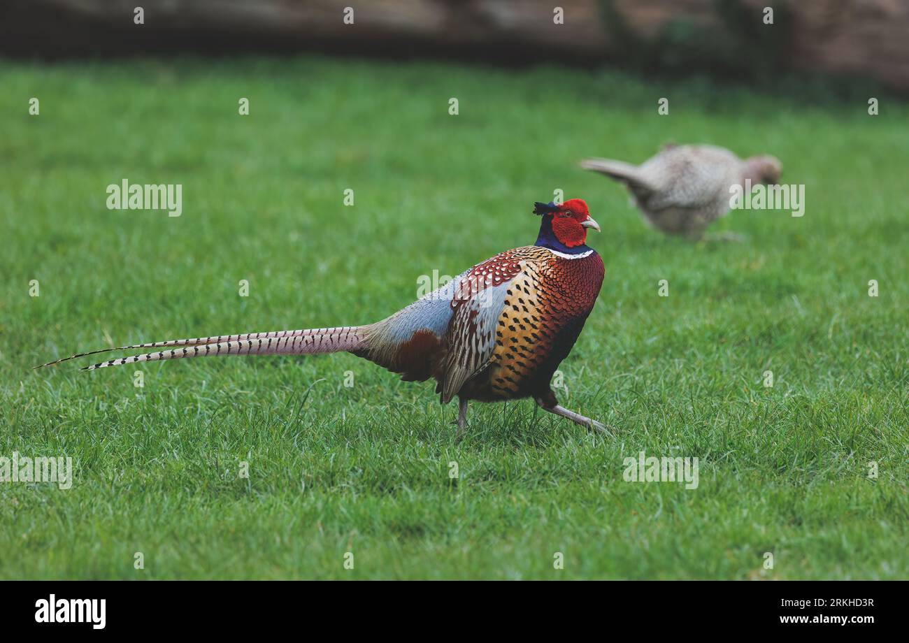 Un fagiano caucasico (Phasianus colchicus) arroccato sulla cima di un prato verdeggiante Foto Stock