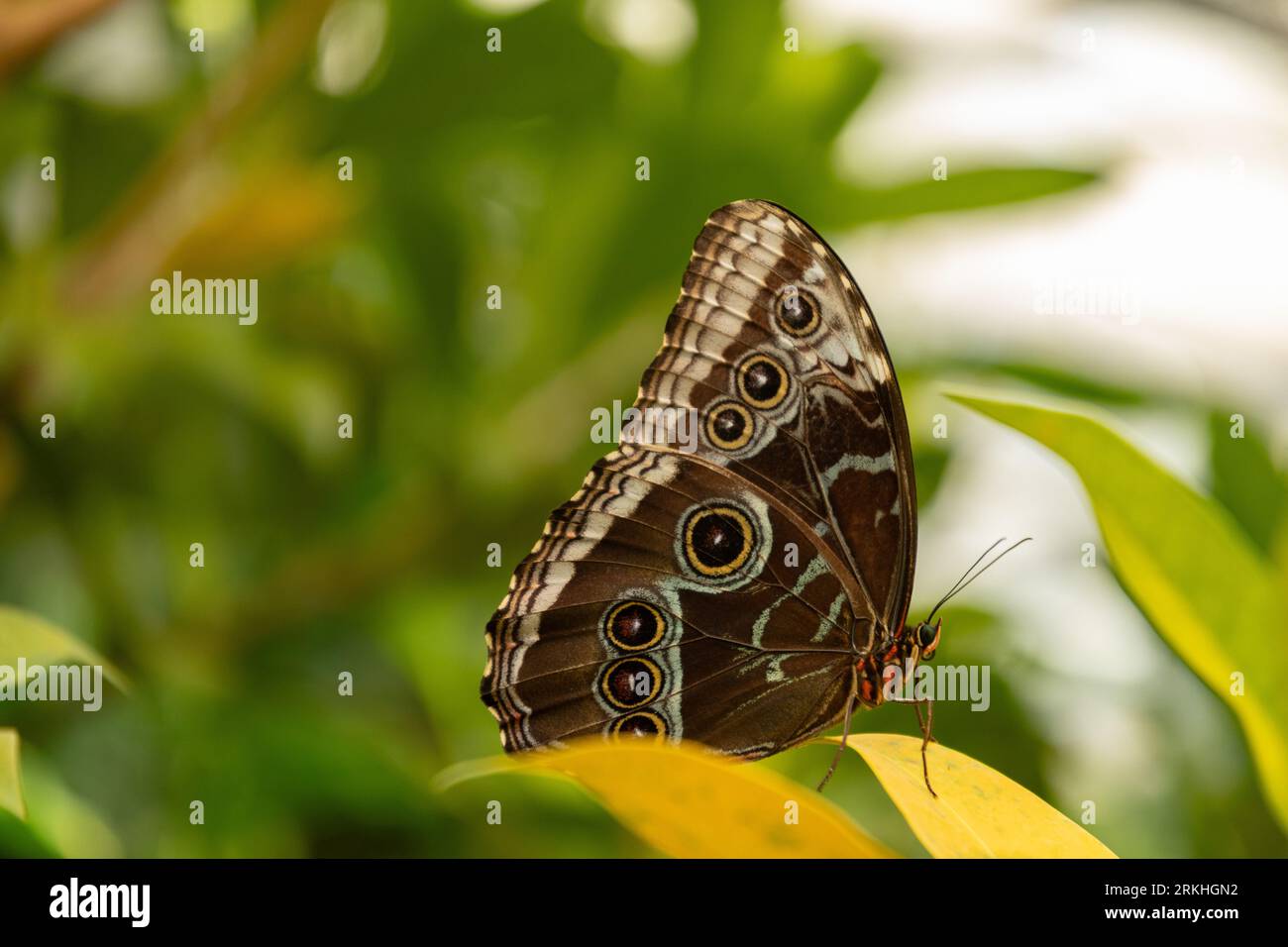 Mainau, Germania, 20 luglio 2023 bellissima farfalla in una casa tropicale Foto Stock