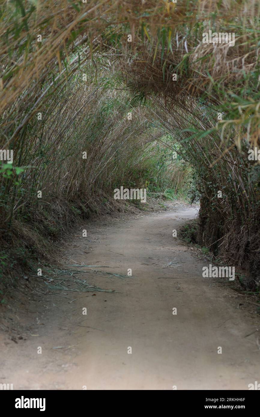 Bamboo Tunnel: Lush Green Pathway in Natural Forest Setting Foto Stock