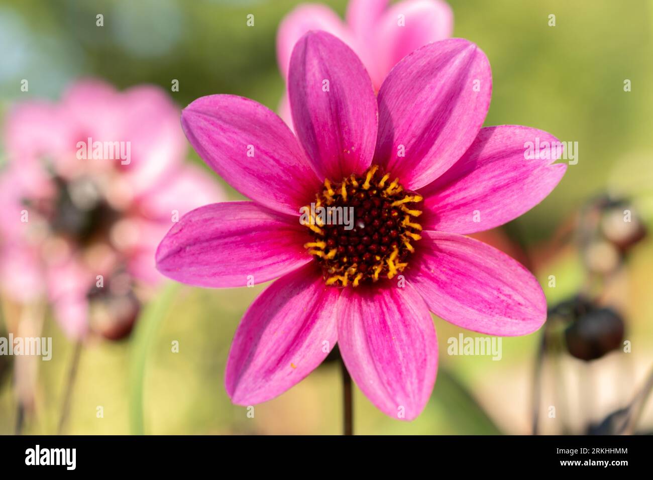 Mainau, Germania, 20 luglio 2023 Lila osteospermum fiore in un parco Foto Stock