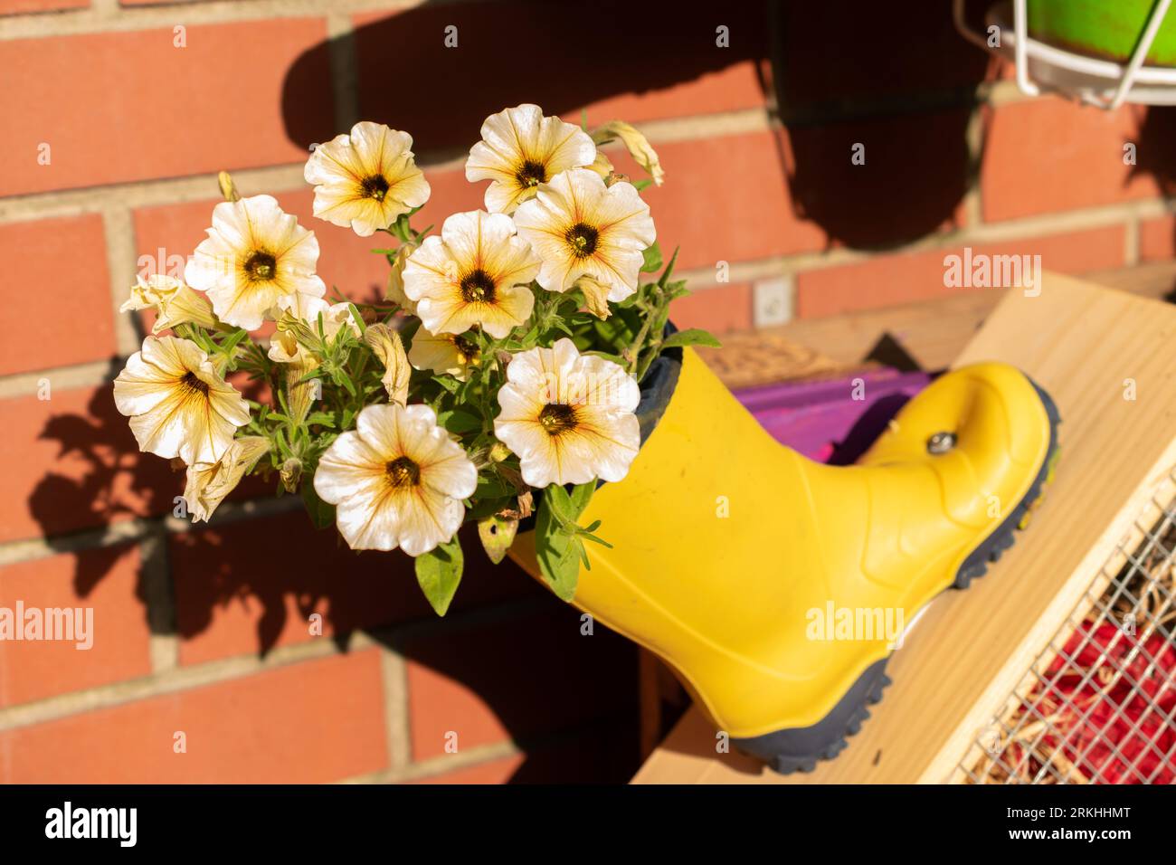 Mainau, Germania, 20 luglio 2023 i fiori sono riempiti all'interno di uno stivale di gomma Foto Stock