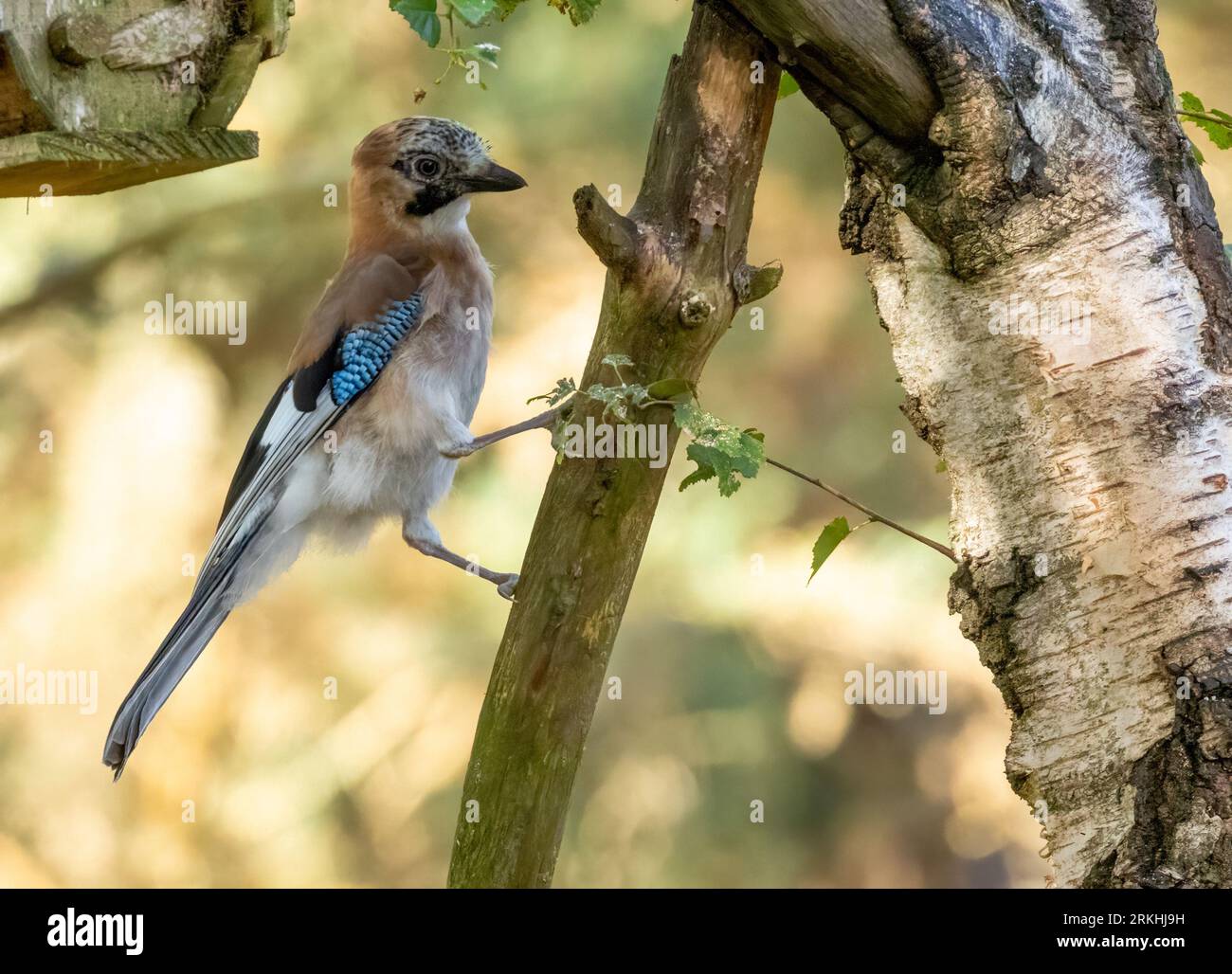 Coloratissimo uccello di ghiaia, uccello corvido, che si trova sul ramo di un albero nel bosco con sfondo naturale della foresta Foto Stock