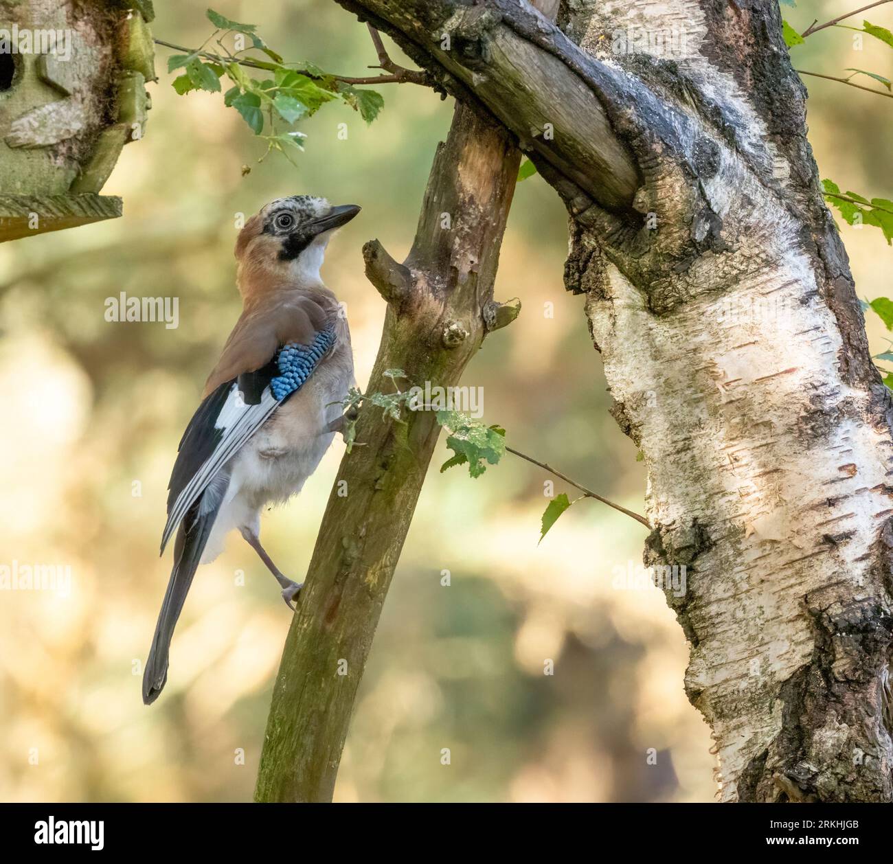 Coloratissimo uccello di ghiaia, uccello corvido, che si trova sul ramo di un albero nel bosco con sfondo naturale della foresta Foto Stock