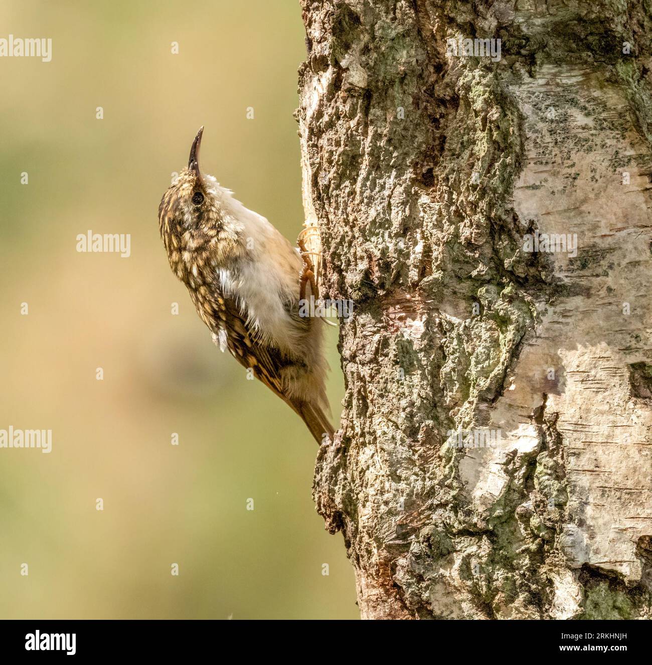 Piccolo uccello marrone, il superriduttore dell'albero, sul lato di un tronco di albero nella foresta Foto Stock