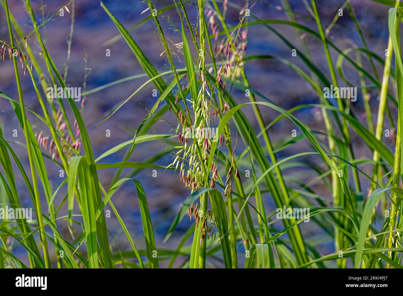 Riso selvatico settentrionale (Zizania palustris) dal Wisconsin. Pianta annuale originaria della regione dei grandi Laghi del Nord America. Foto Stock