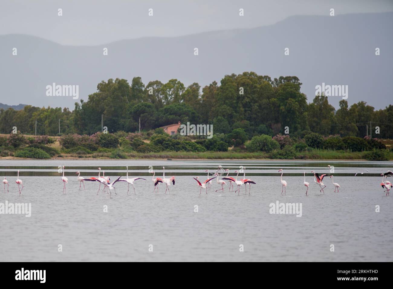 Fenicotteri rosa su un lago in Sardegna Foto Stock