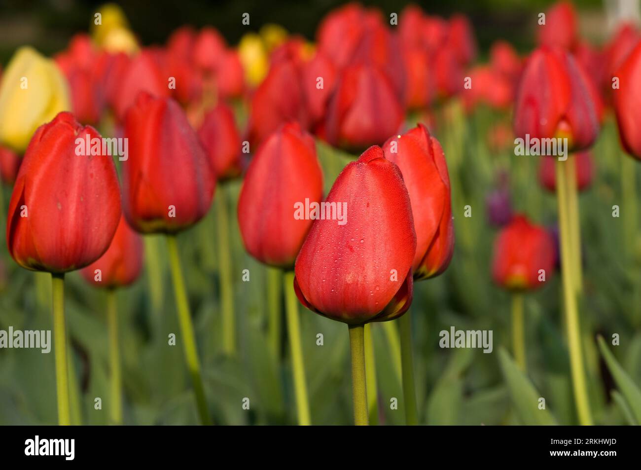 Un campo di tulipani rossi profondi in piena fioritura. Foto Stock