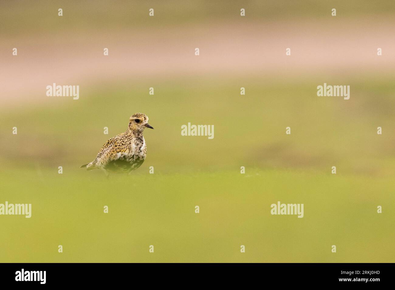Un uccello d'oro europeo plover (Pluvialis apricaria) arroccato su una lussureggiante erba verde Foto Stock