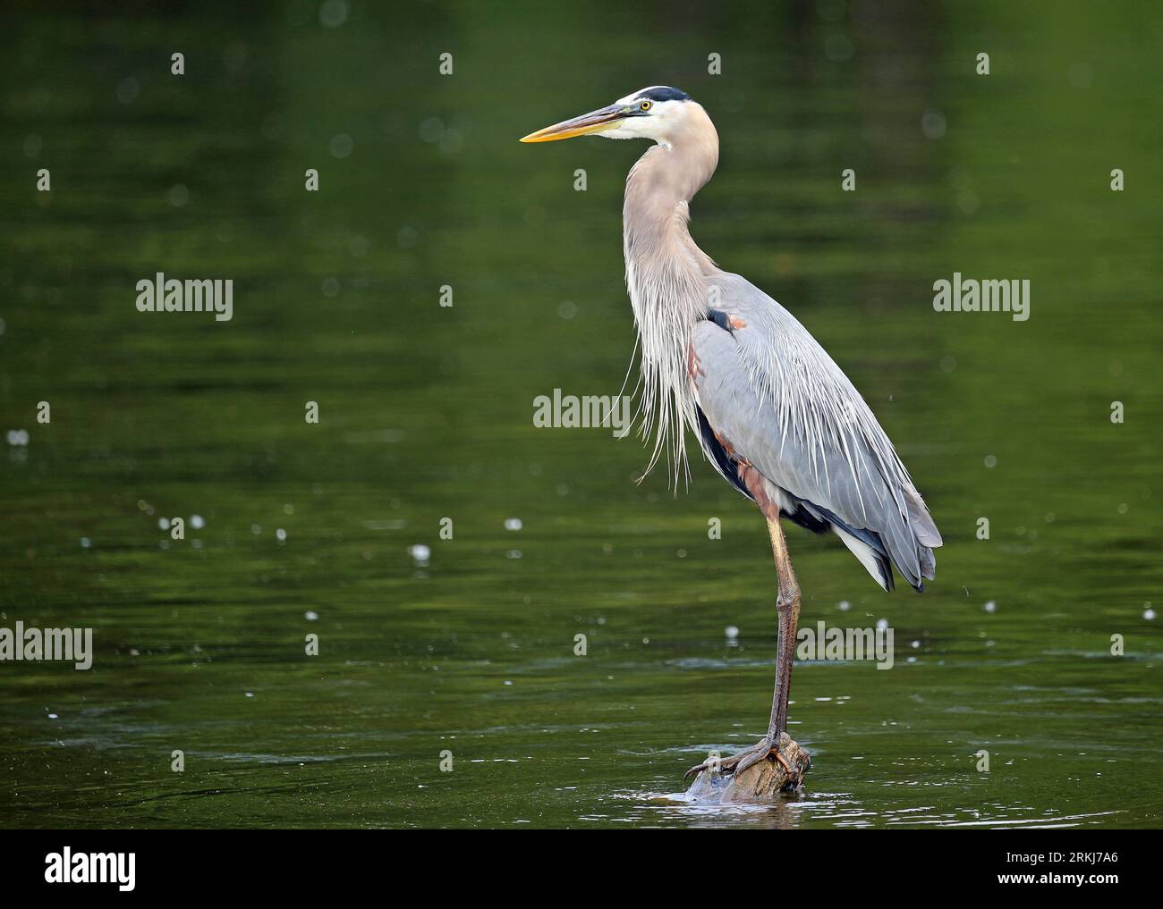 Grande airone blu, Tennessee Foto Stock