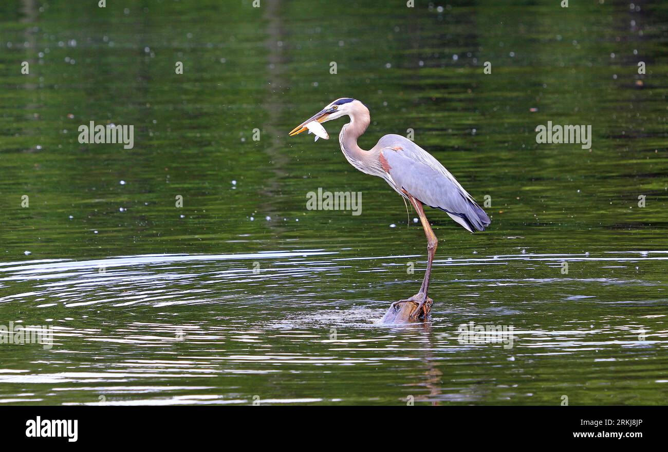 Grande airone blu con un pesce, Tennessee Foto Stock