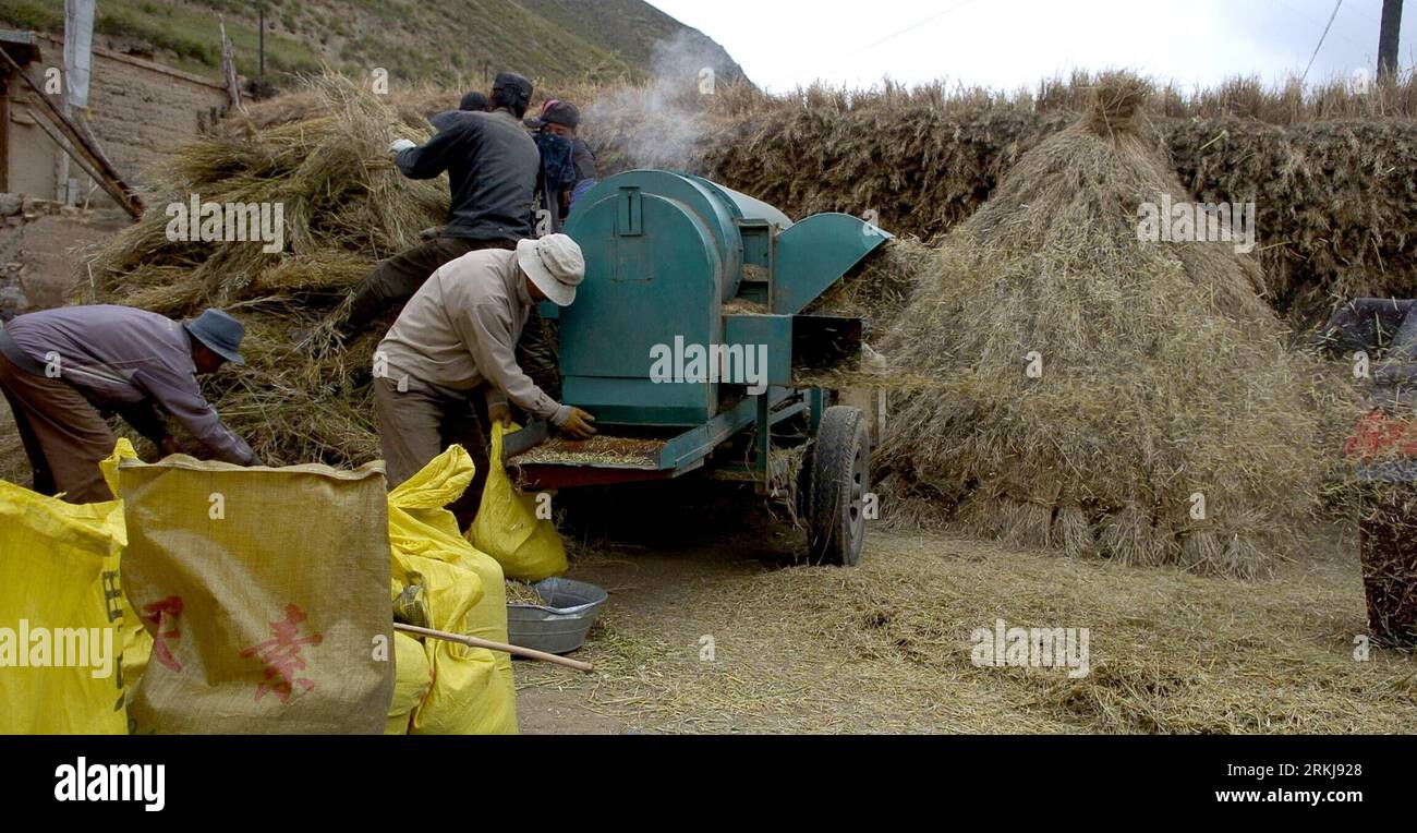 Bildnummer: 56049095 Datum: 21.09.2011 Copyright: imago/Xinhua (110921) -- XIAHE, 21 settembre 2011 (Xinhua) -- contadini tibetani sterlina di colza nella prefettura autonoma tibetana di Gannan, provincia del Gansu della Cina nord-occidentale, 21 settembre 2011. (Xinhua/Lian Zhenxiang) (ry) CHINA-GANSU-HARVEST (CN) PUBLICATIONxNOTxINxCHN Wirtschaft Landwirtschaft Bauern Tradition Ernte Getreideernte Getreide dreschen Dreschplatz xjh x0x 2011 quer 56049095 Data 21 09 2011 Copyright Imago XINHUA Xiahe Sept 21 2011 XINHUA agricoltori tibetani Sterlina di colza NELLA Prefettura autonoma tibetana di Gannan Prefettura autonoma tibetana Foto Stock