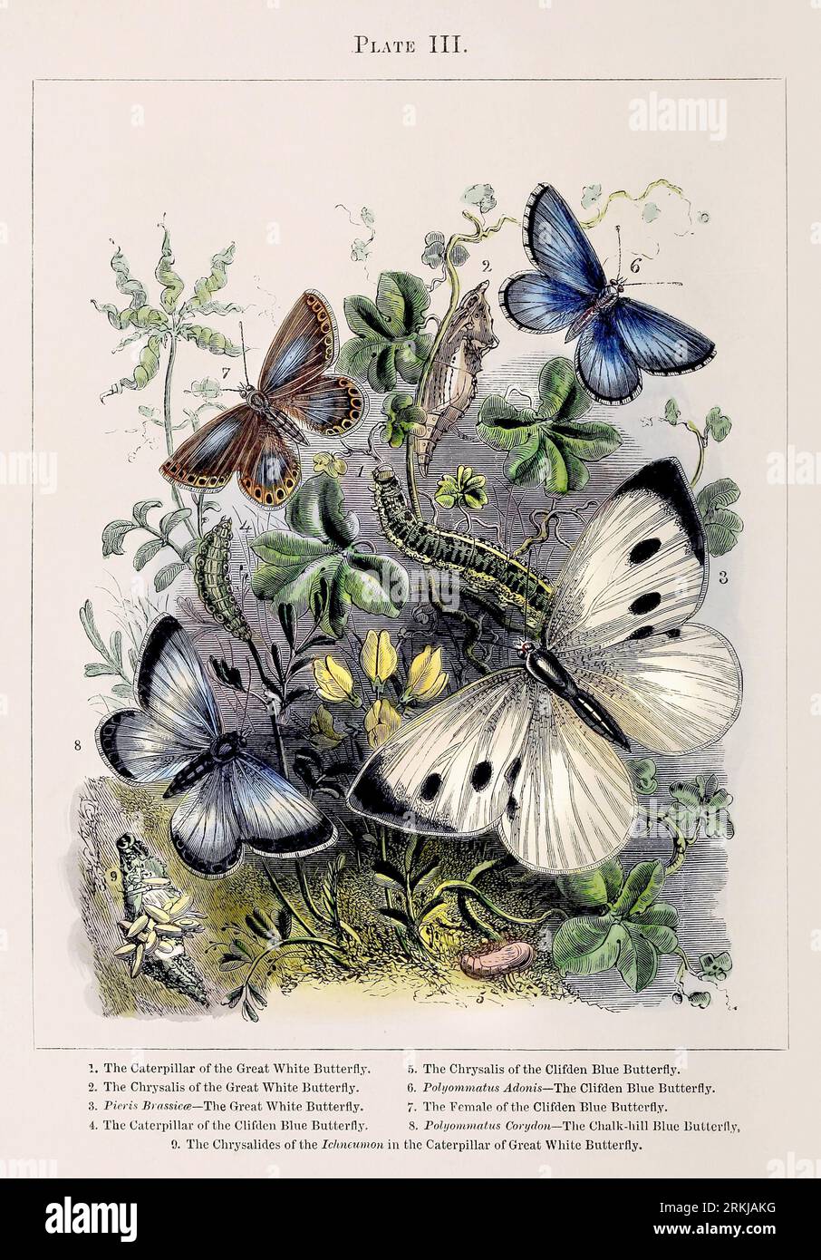 Farfalle. Illustrazione colorata delle curiose metamorfosi di alcuni degli insetti più belli, ca. 1850 Foto Stock