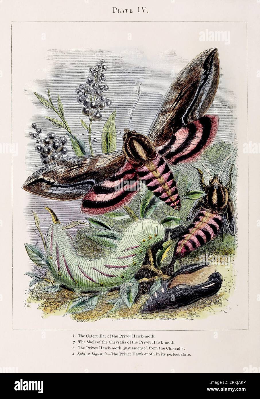 Falene. Illustrazione colorata delle curiose metamorfosi di alcuni degli insetti più belli, ca. 1850 Foto Stock
