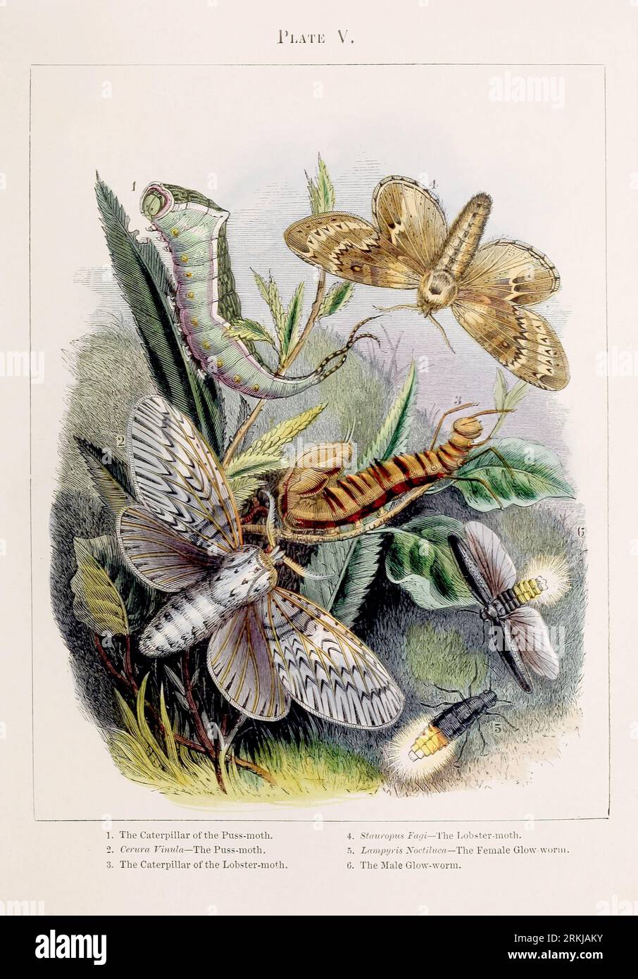 Falene. Illustrazione colorata delle curiose metamorfosi di alcuni degli insetti più belli, ca. 1850 Foto Stock