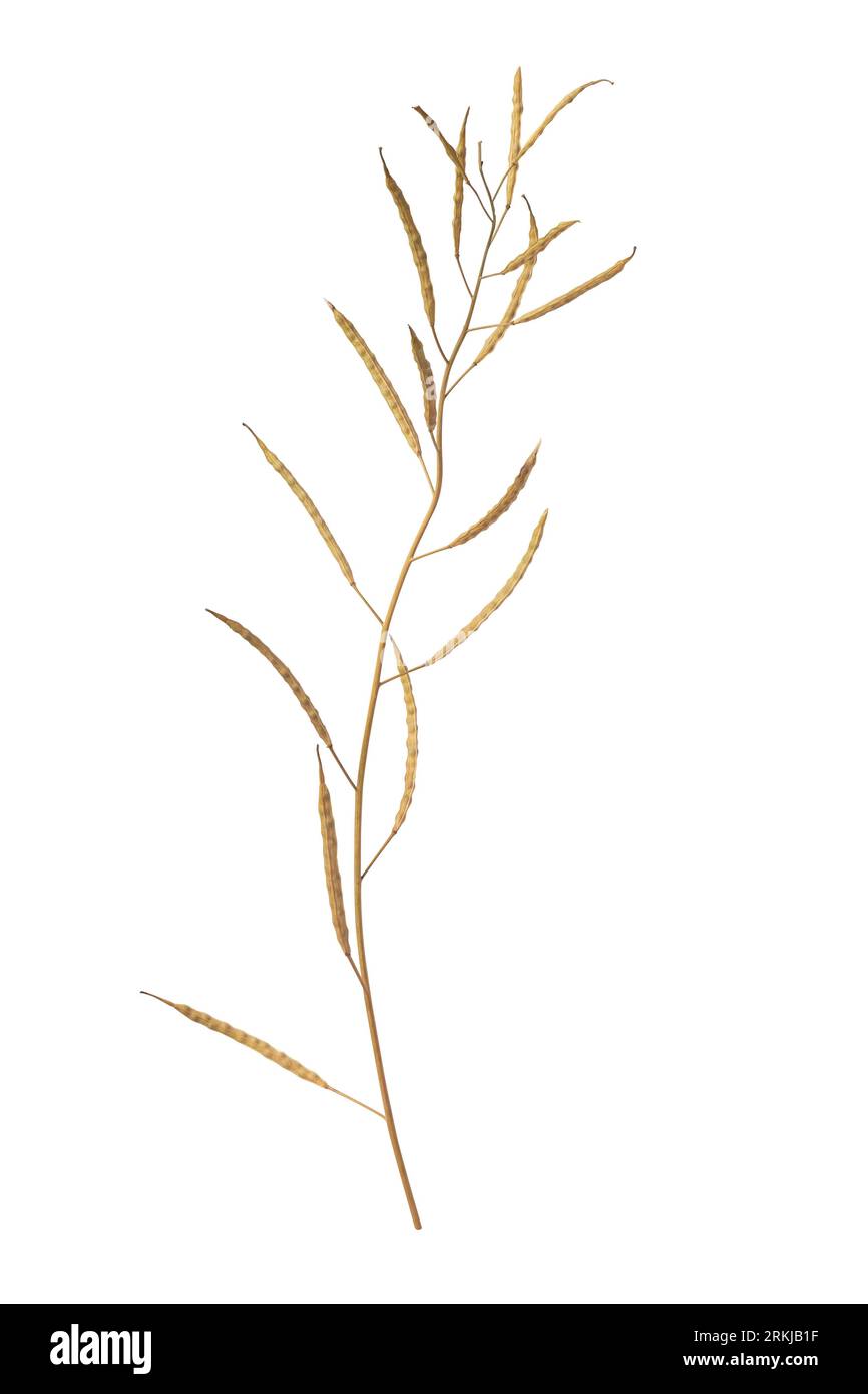 cialde di senape marrone stagionate e secche, da tremare o separare i semi dallo stelo, vista macro ravvicinata isolata su sfondo bianco Foto Stock