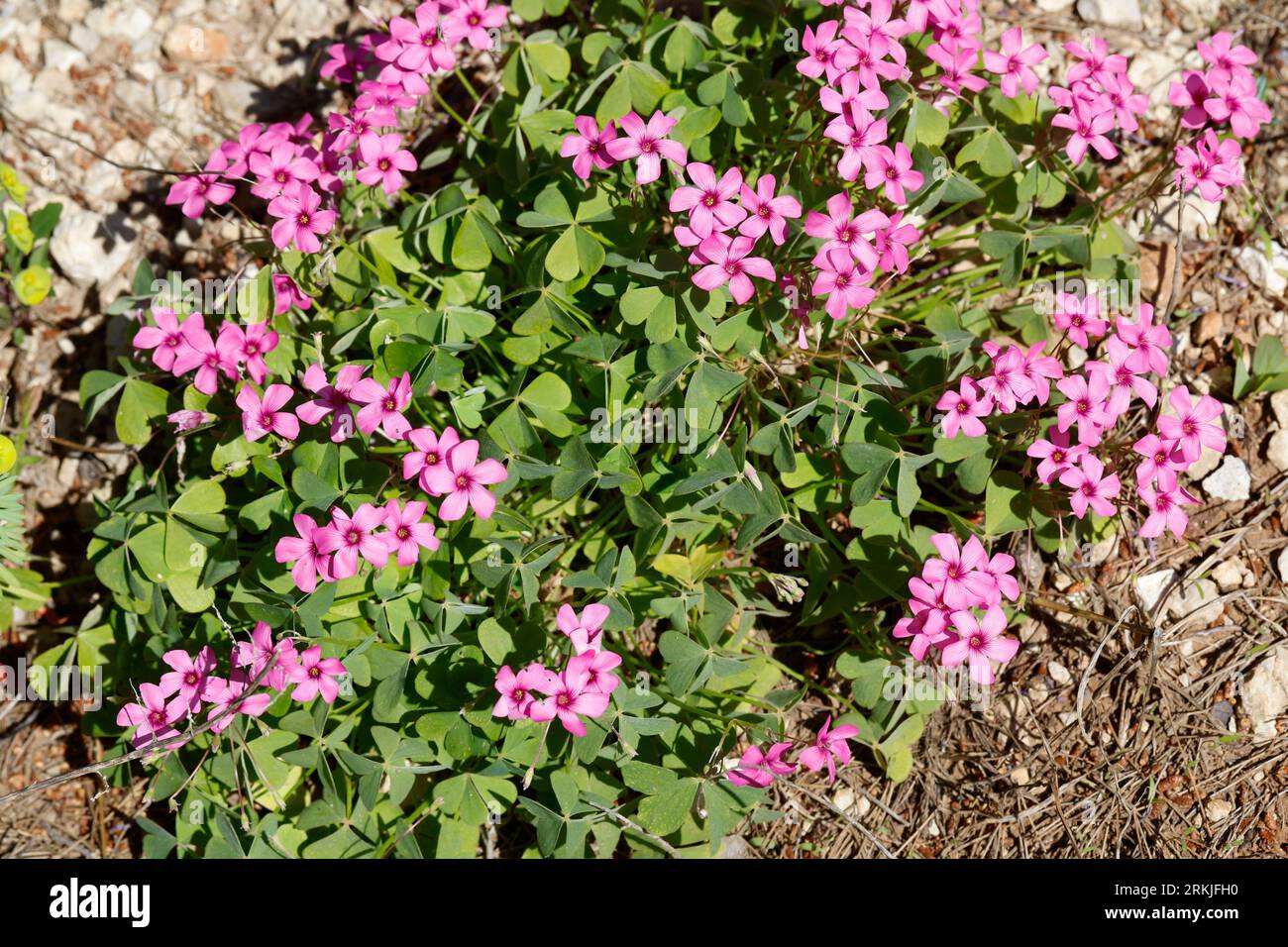Rosa Sauerklee, Gegliederter Sauerklee, Rosablühender Sauerklee, Oxalis articulata, Oxalis rubra, Pink-sorrel, Pink Woodsorrel, Pink Sorrel, Pink Wood Foto Stock